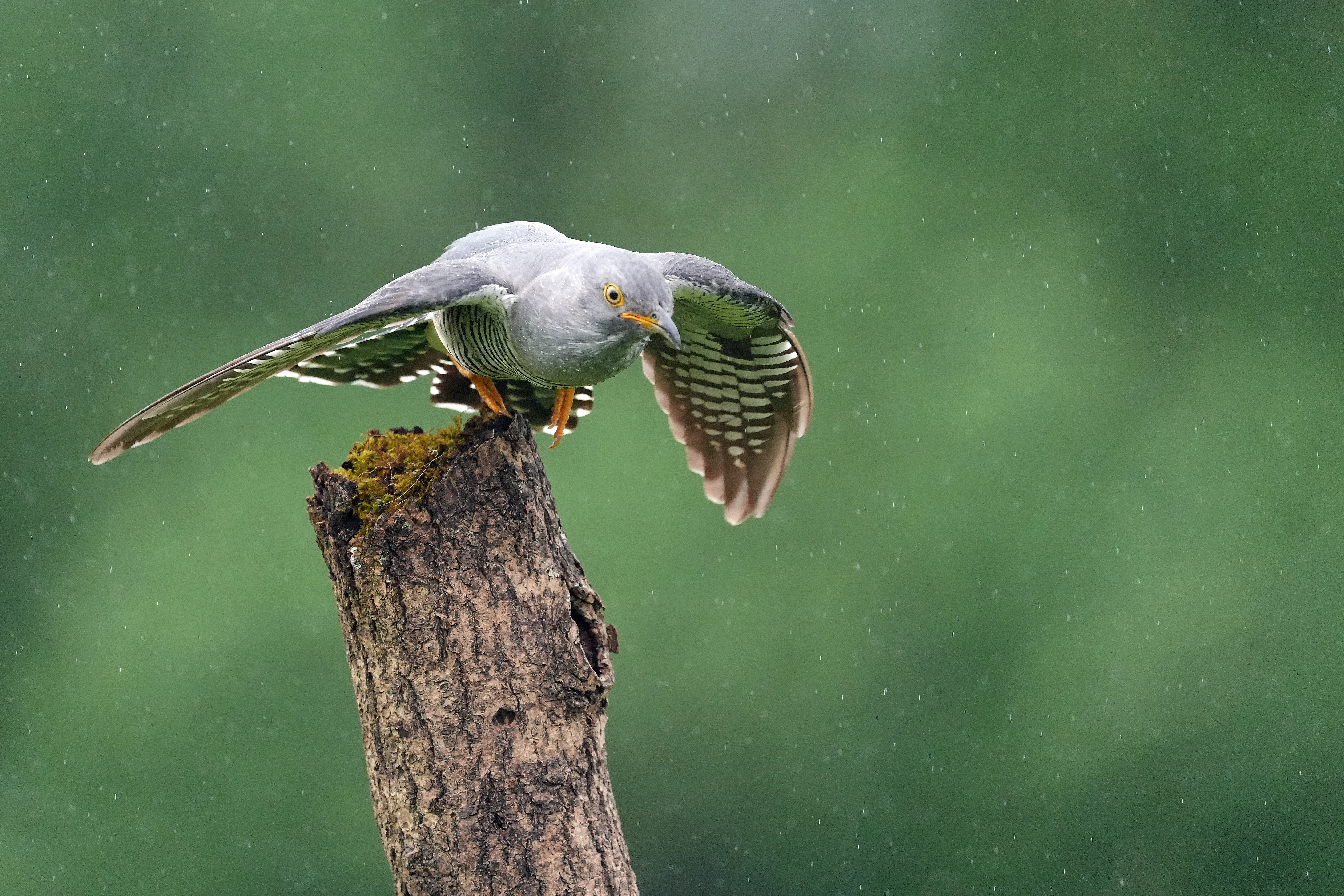 Cuckoo, near York, Yorkshire, UK — photo by Jim Bennett