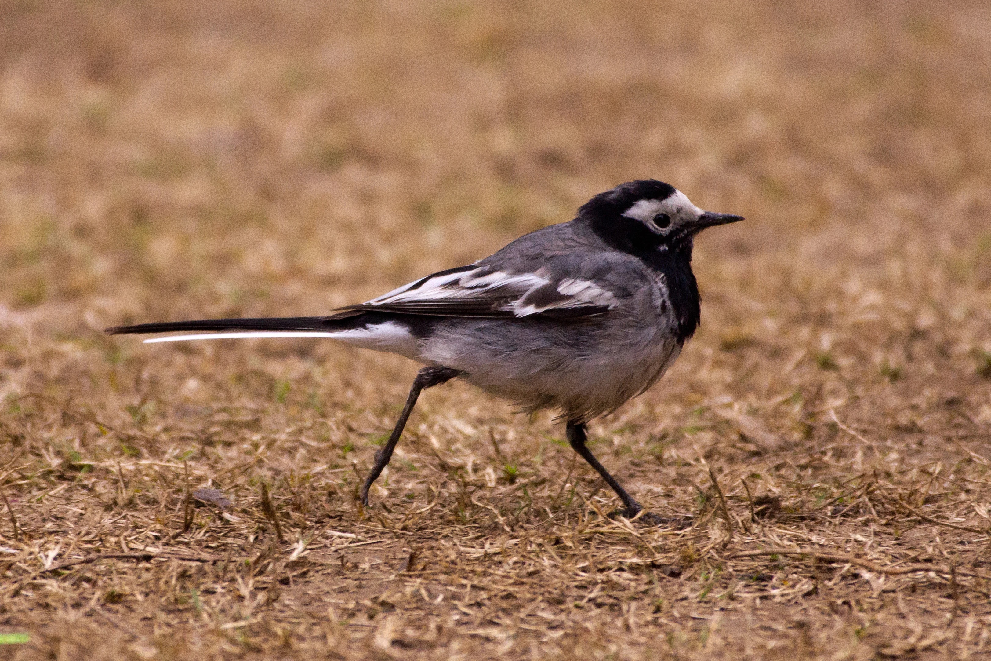White wagtail, Keoladeo National Park, Rajasthan, India — photo by Jim Bennett