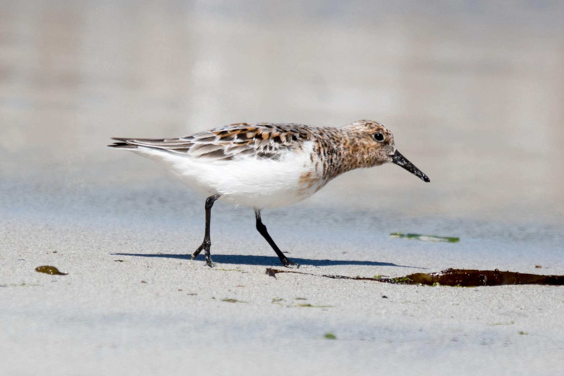 Sanderling, Shetland, UK — photo by Jim Bennett
