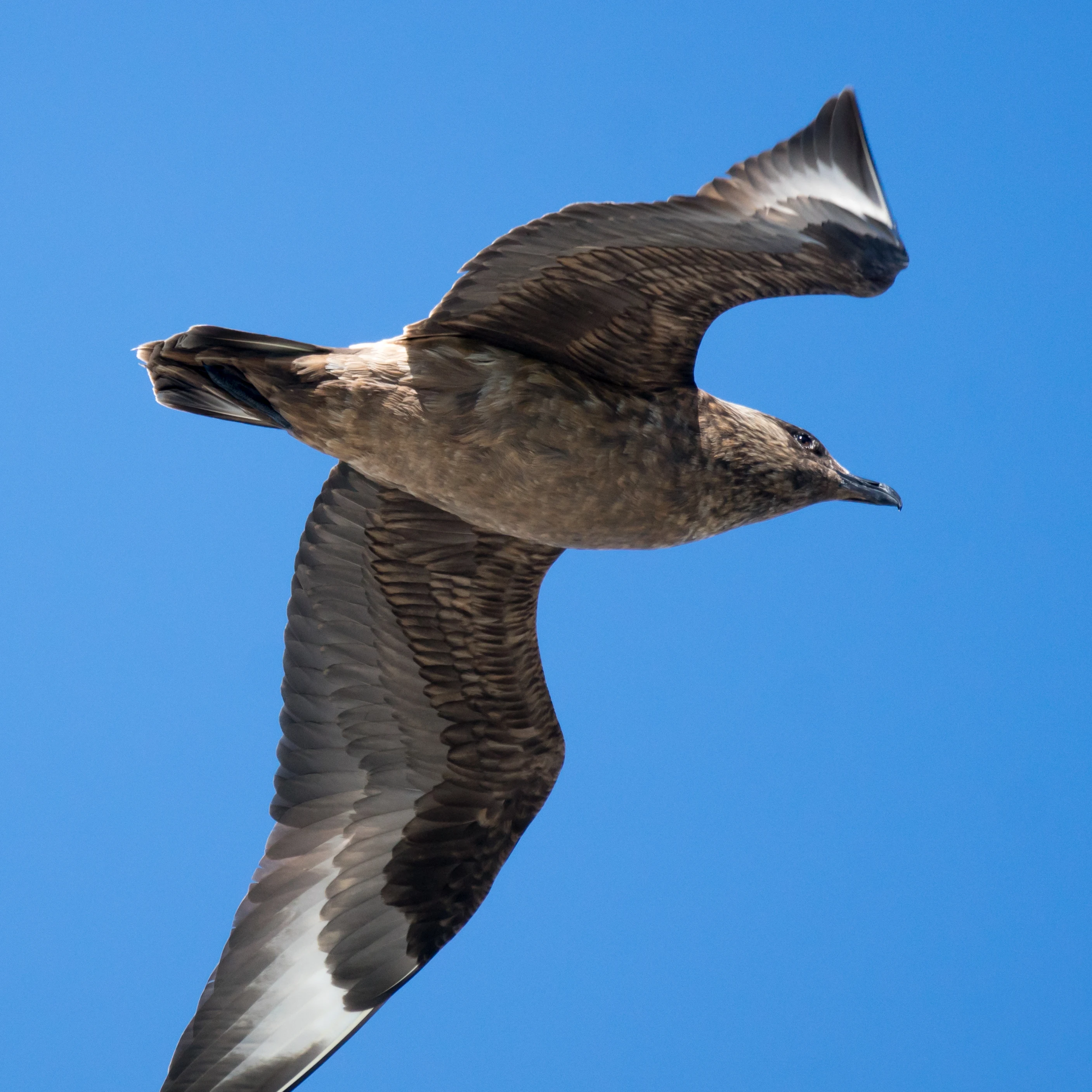 Great Skua, Shetland, UK — photo by Jim Bennett