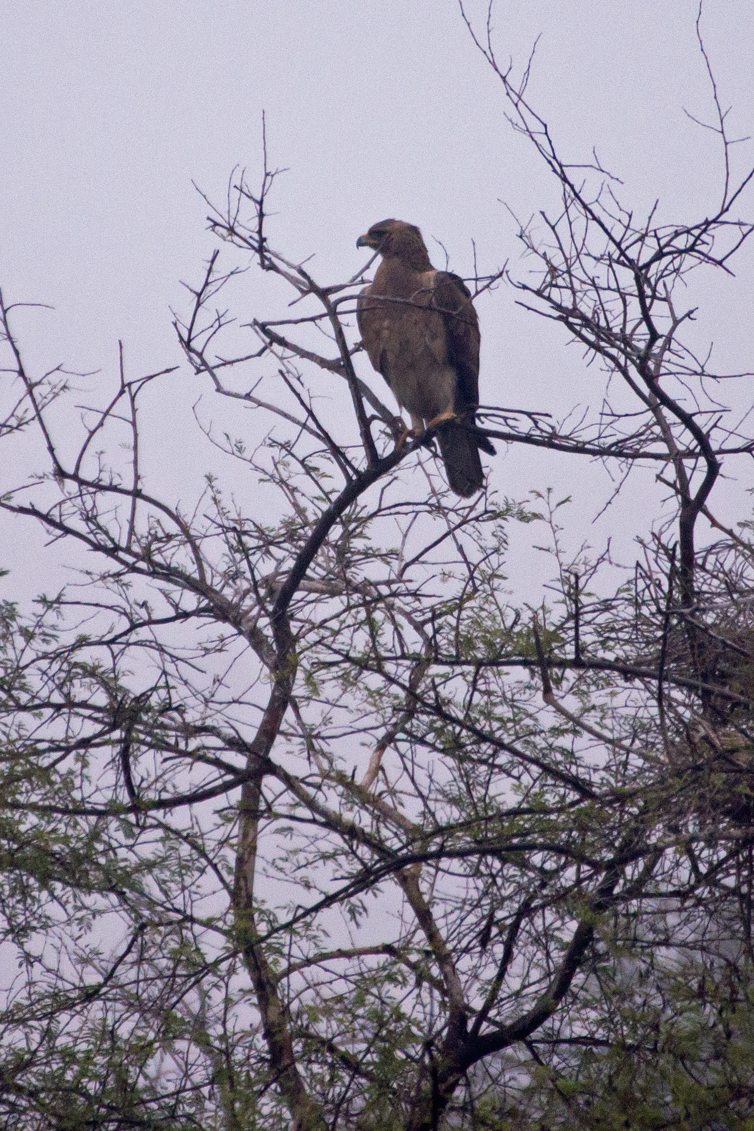 Bonelli's Eagle, Keoladeo National Park, Rajasthan, India — photo by Jim Bennett