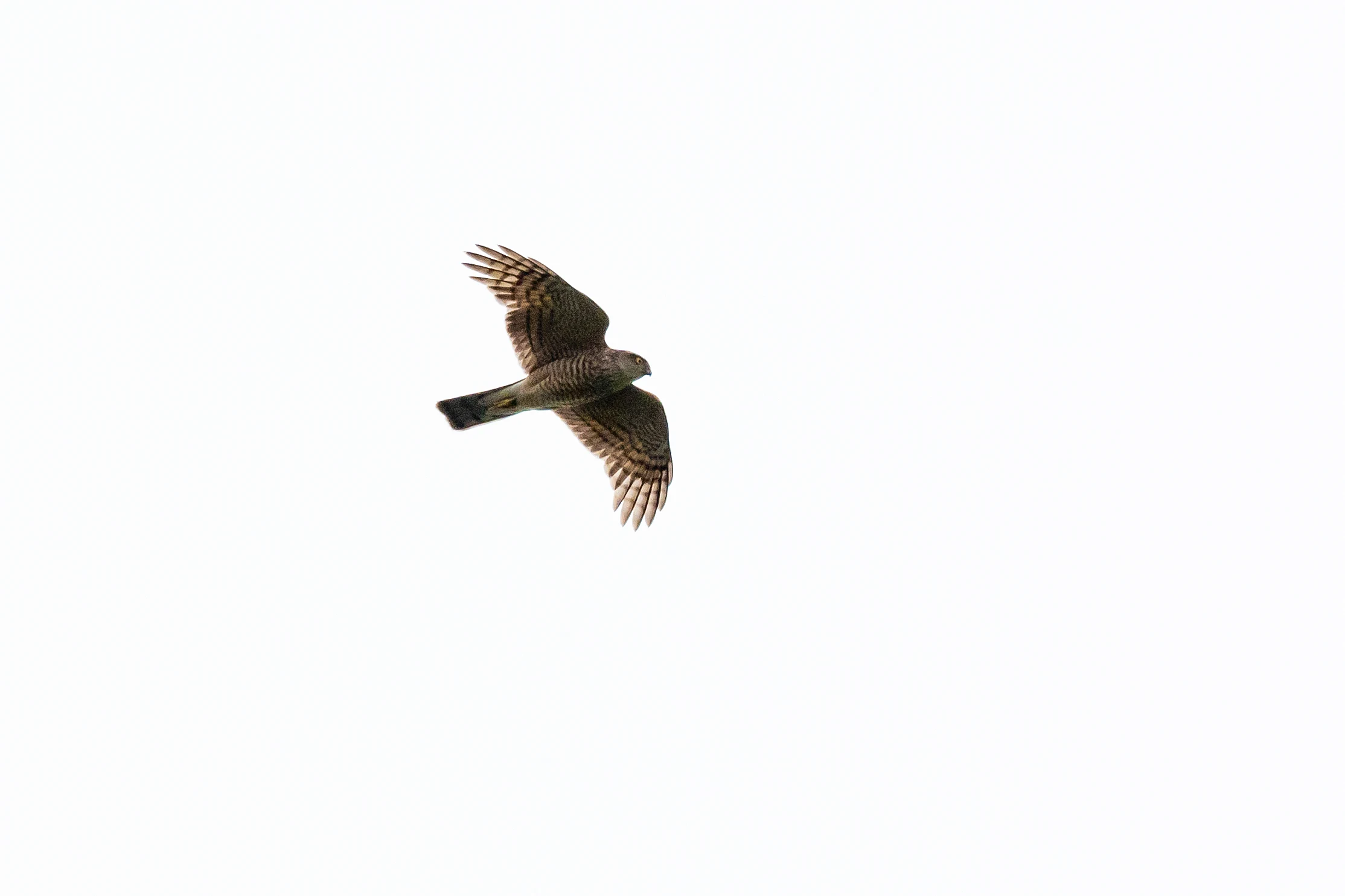 Sparrowhawk, RSPB St Aidan's, Yorkshire, UK — photo by Jim Bennett