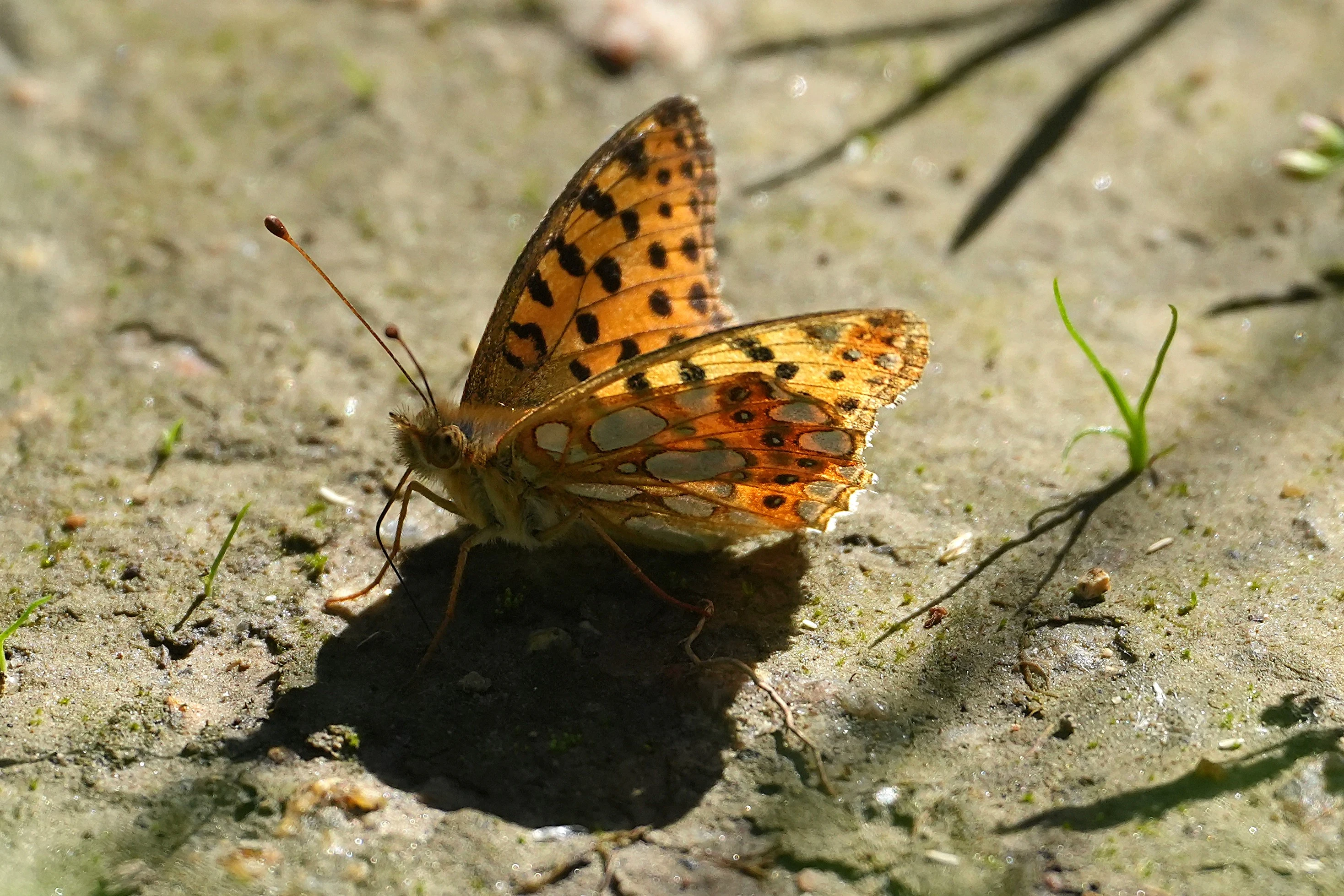 Queen of Spain Fritillary, Macin Mountain National Park, Romania — photo by Jim Bennett