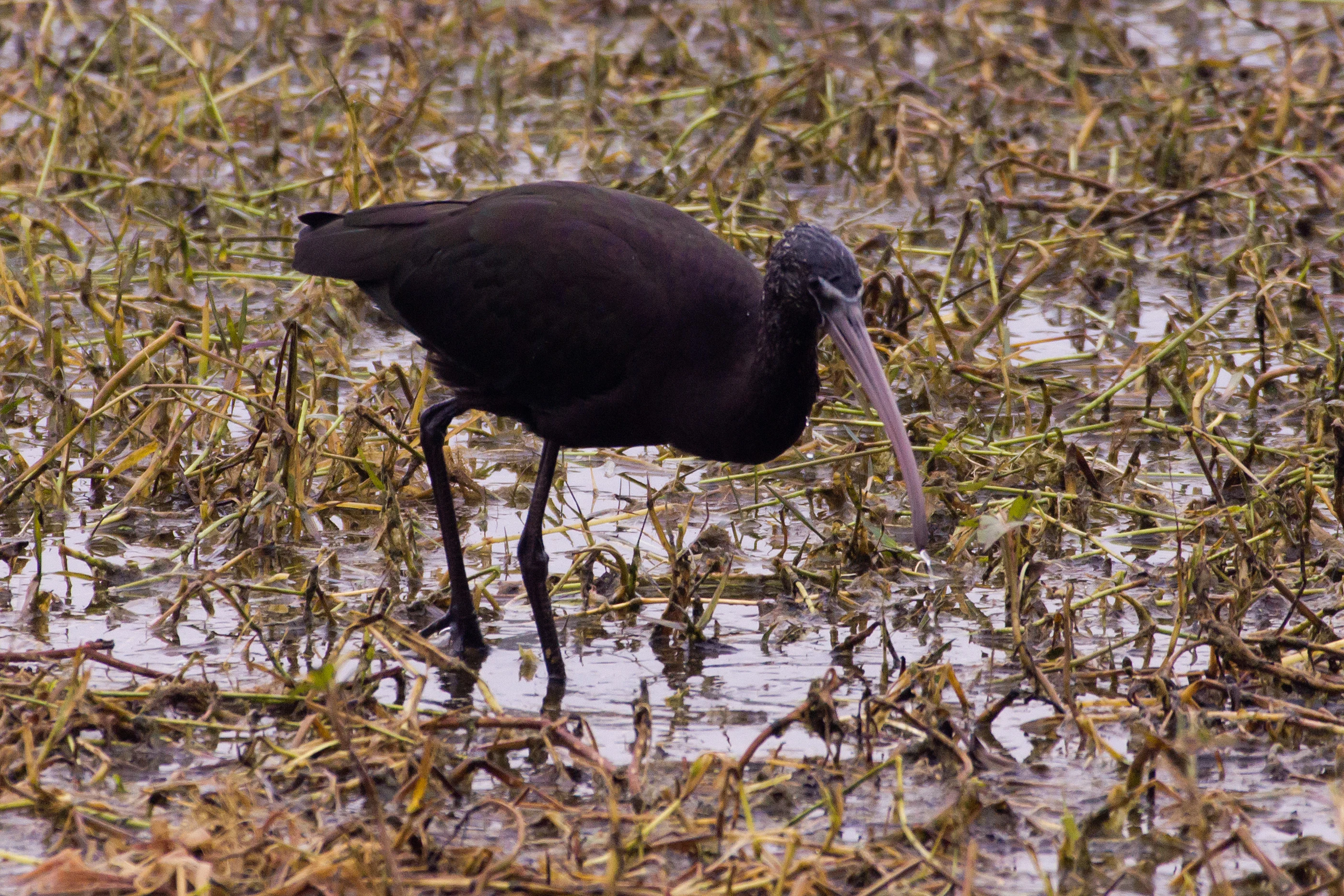 Glossy Ibis, Keoladeo National Park, Rajasthan, India — photo by Jim Bennett