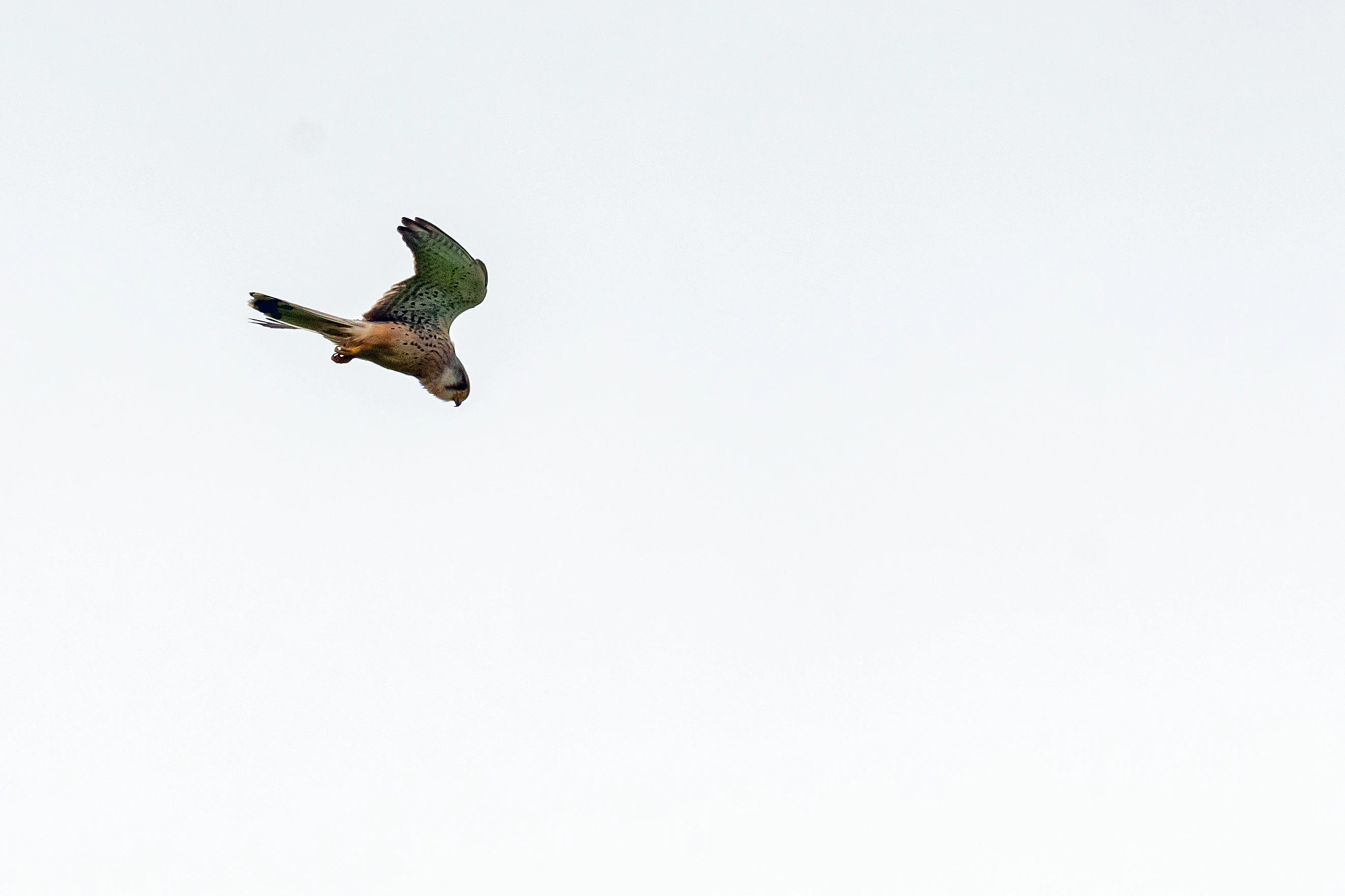 Kestrel, RSPB St Aidan's, Yorkshire, UK — photo by Jim Bennett