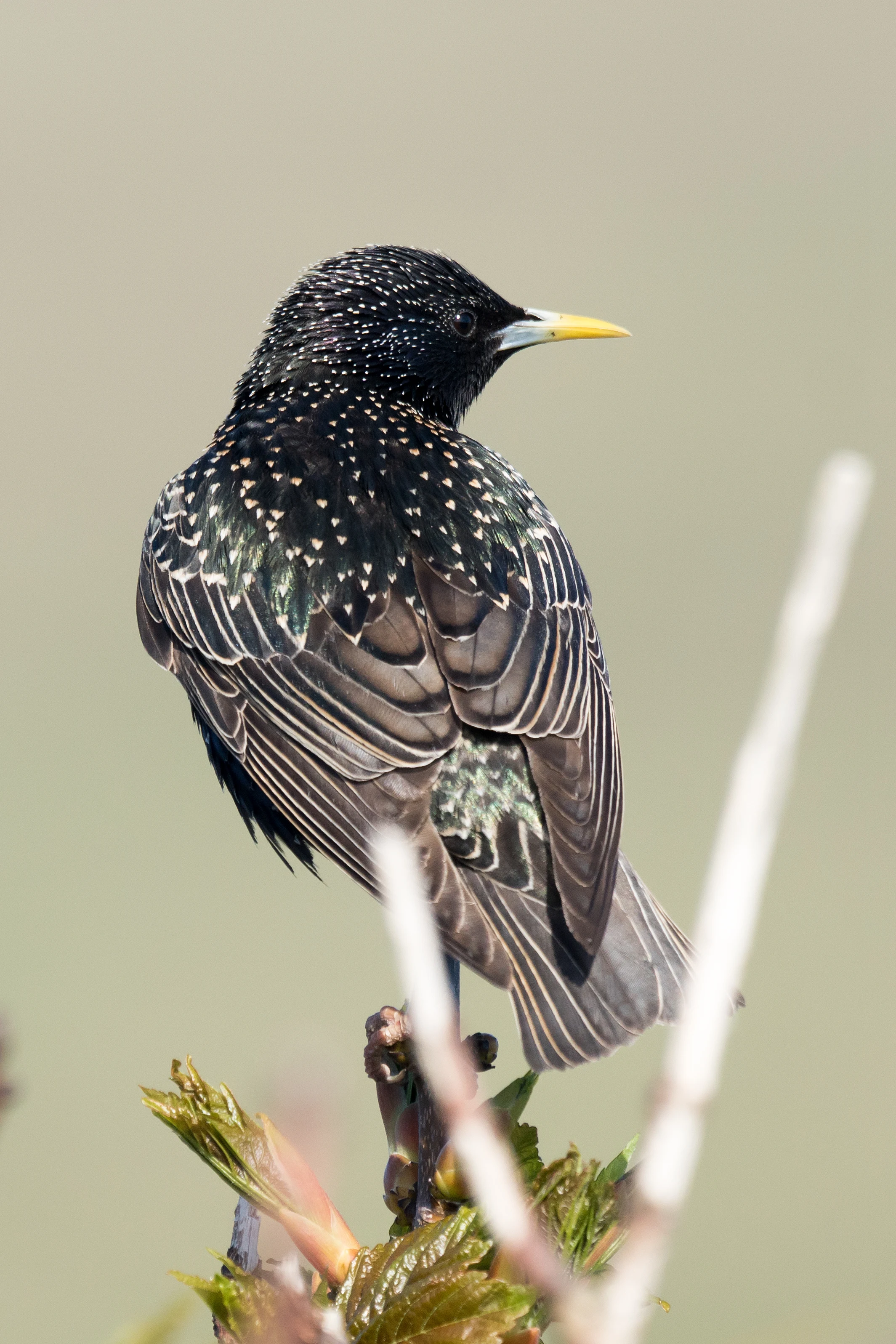 Starling, Shetland, UK — photo by Jim Bennett