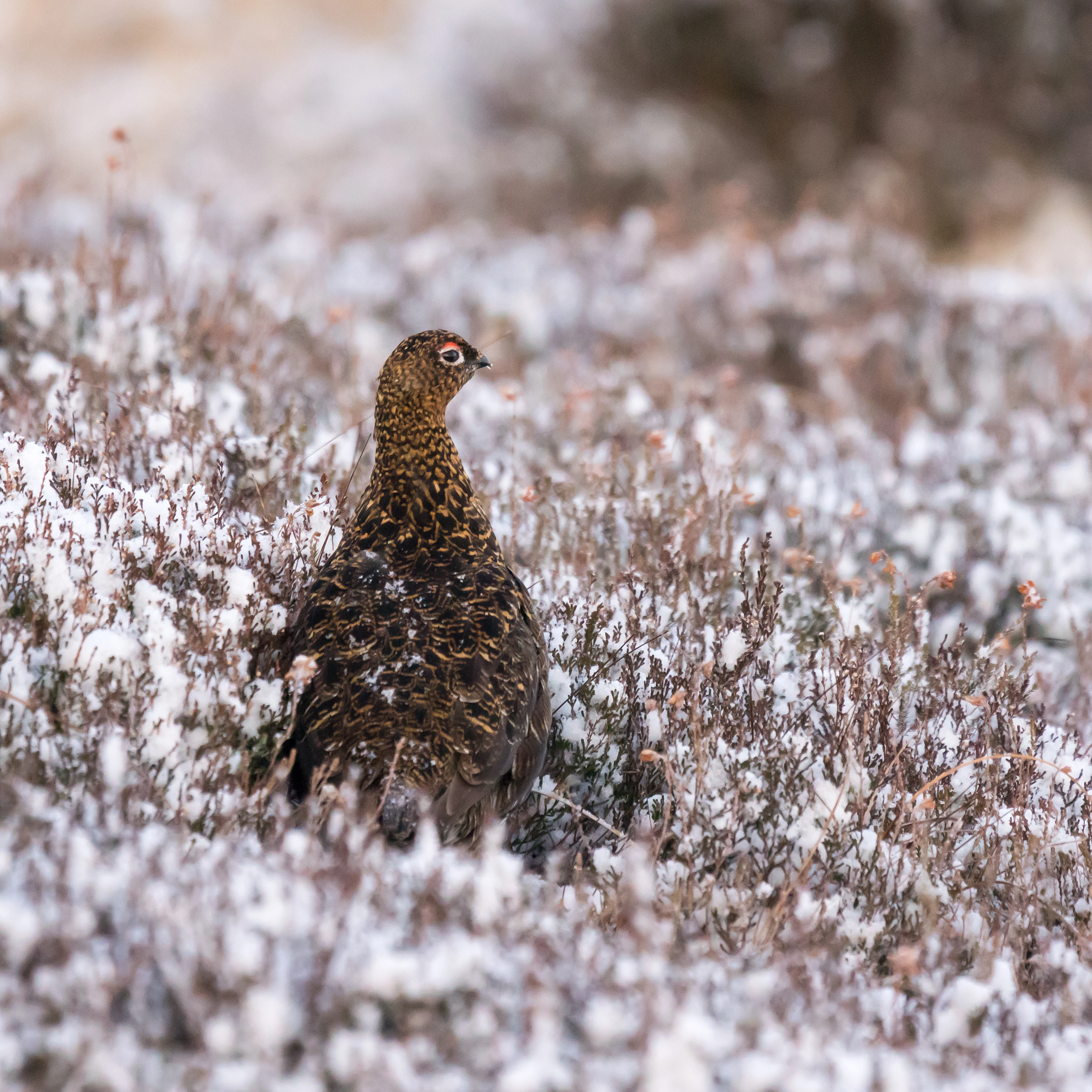 Red Grouse, Lochindorb, Cairngorms, UK — photo by Jim Bennett