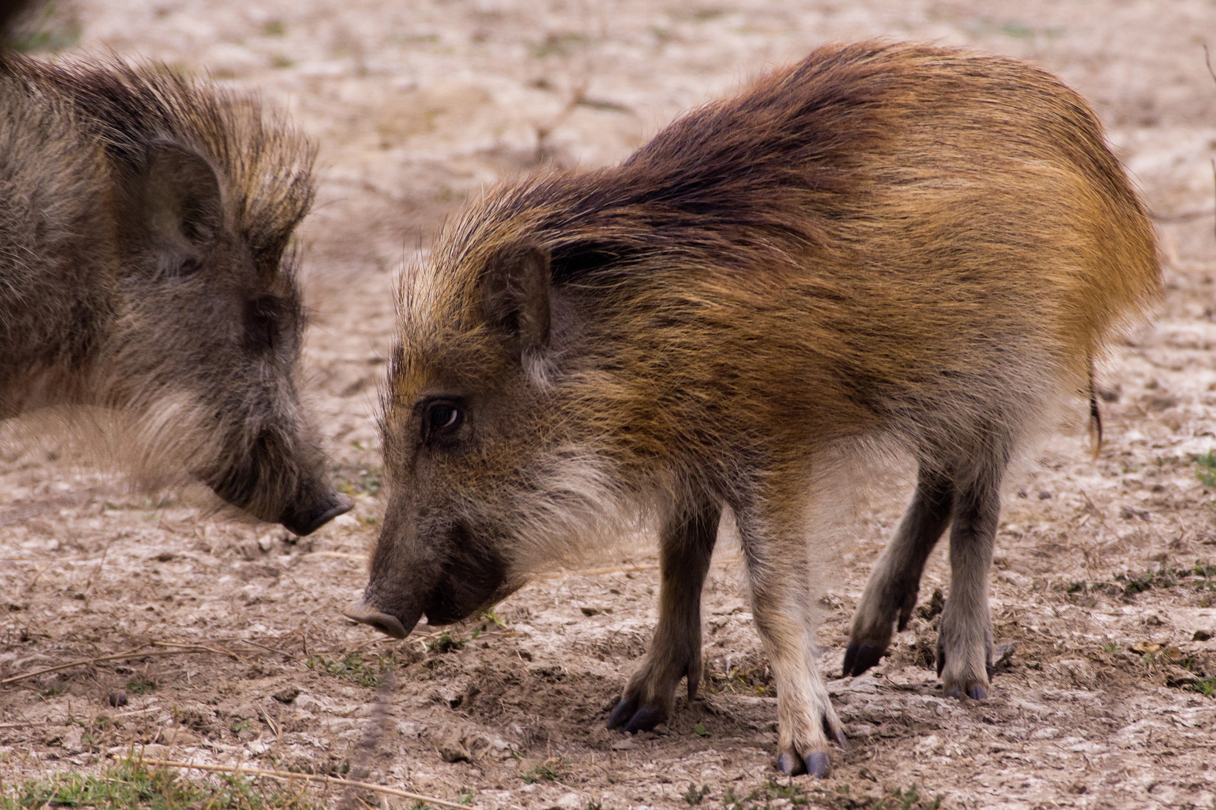 Wild Boar piglets, Keoladeo National Park, Rajasthan, India — photo by Jim Bennett