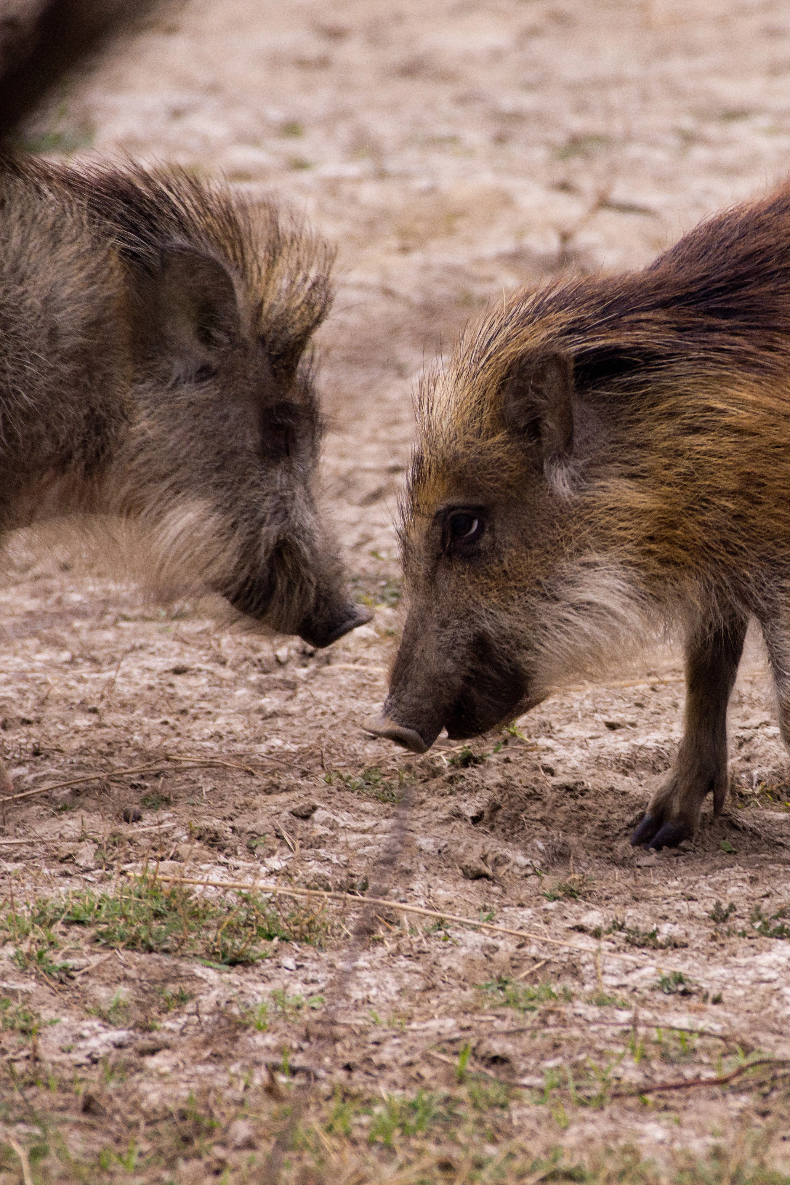 Wild Boar, Keoladeo National Park, Rajasthan, India — photo by Jim Bennett