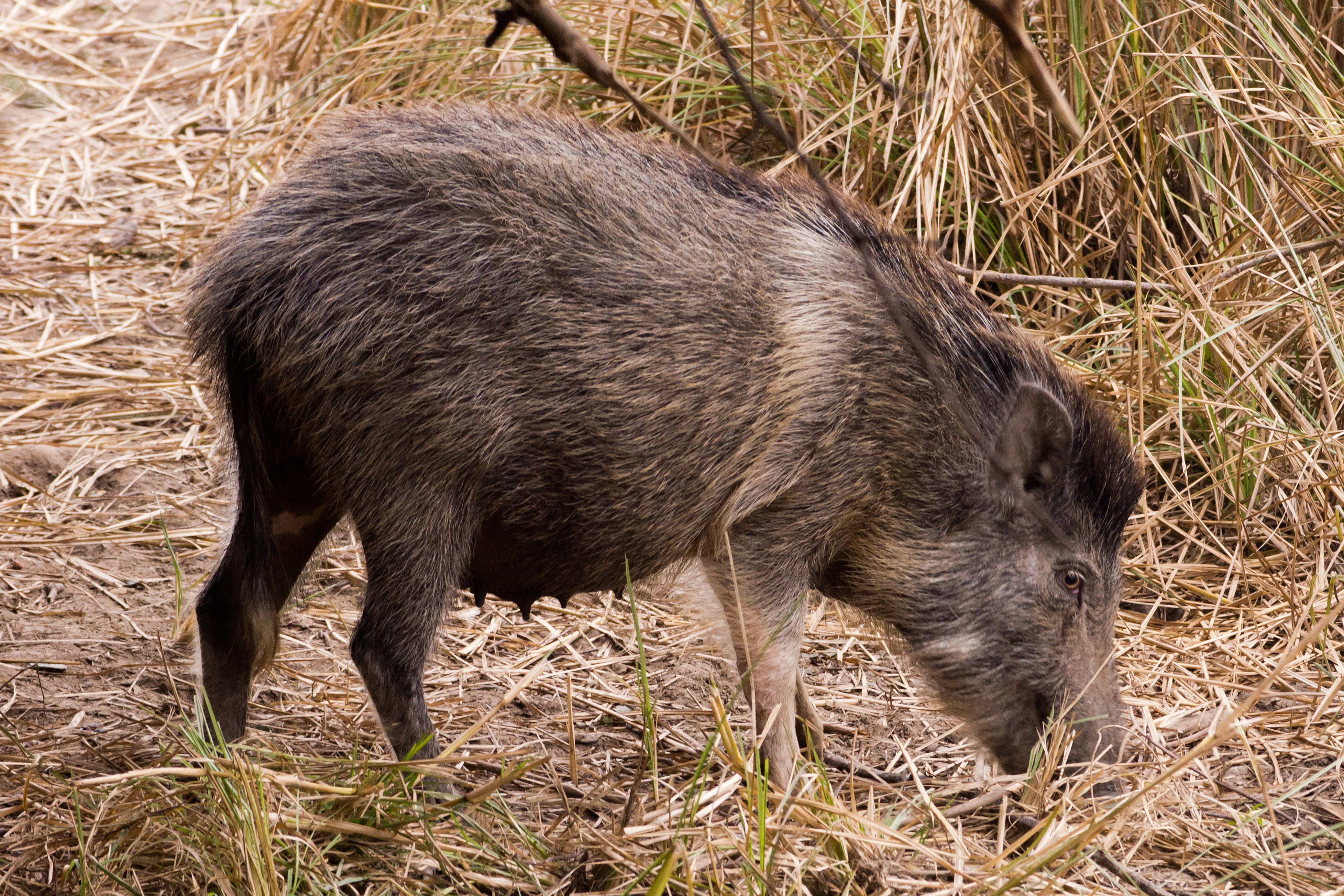 Wild Boar, Keoladeo National Park, Rajasthan, India — photo by Jim Bennett