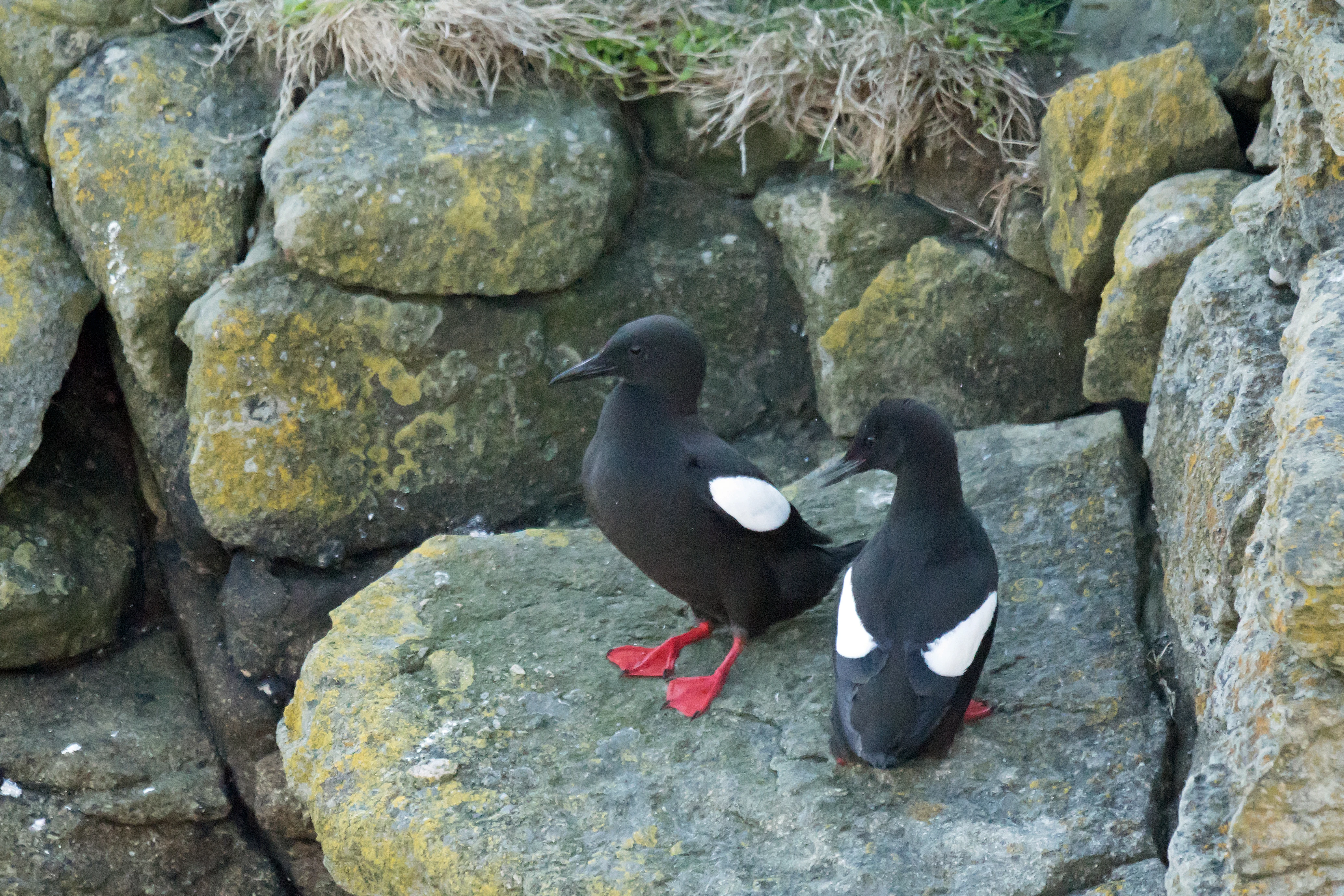 Black Guillemots, Shetland, UK — photo by Jim Bennett