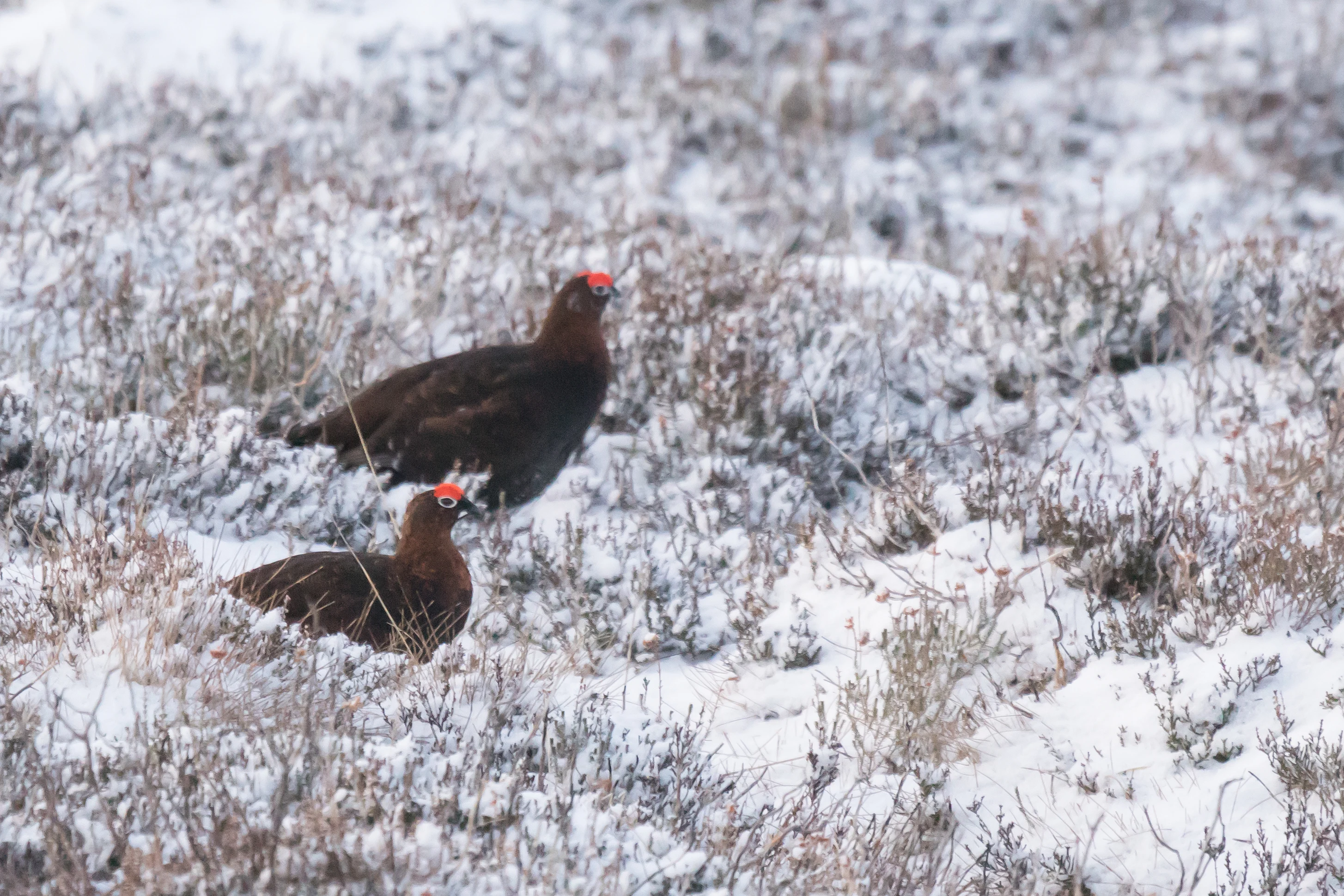 Red Grouse, Lochindorb, Cairngorms, UK — photo by Jim Bennett