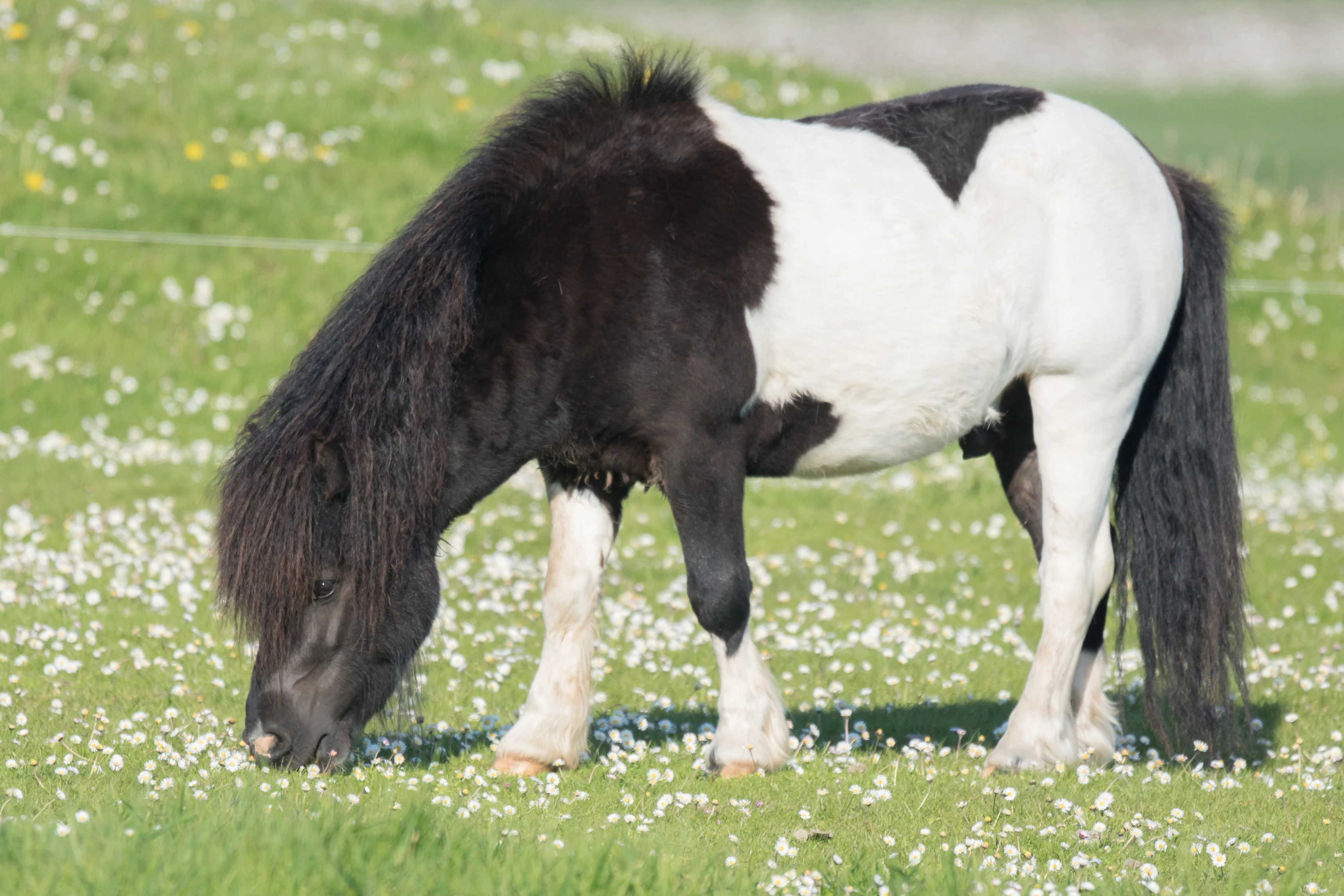 Shetland Pony, Shetland, UK — photo by Jim Bennett