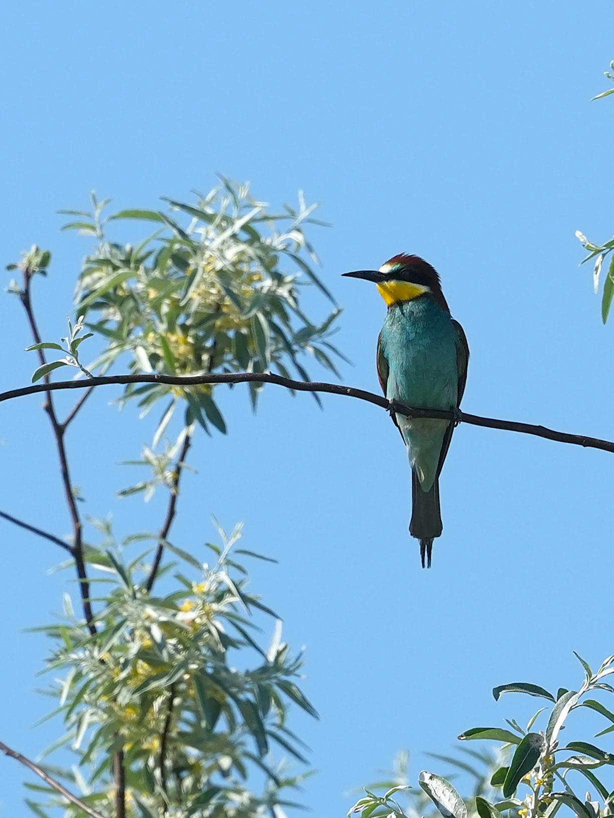 European Bee-eater, Museum of the Traditional Fishing Village, Tulcea, Romania — photo by Jim Bennett