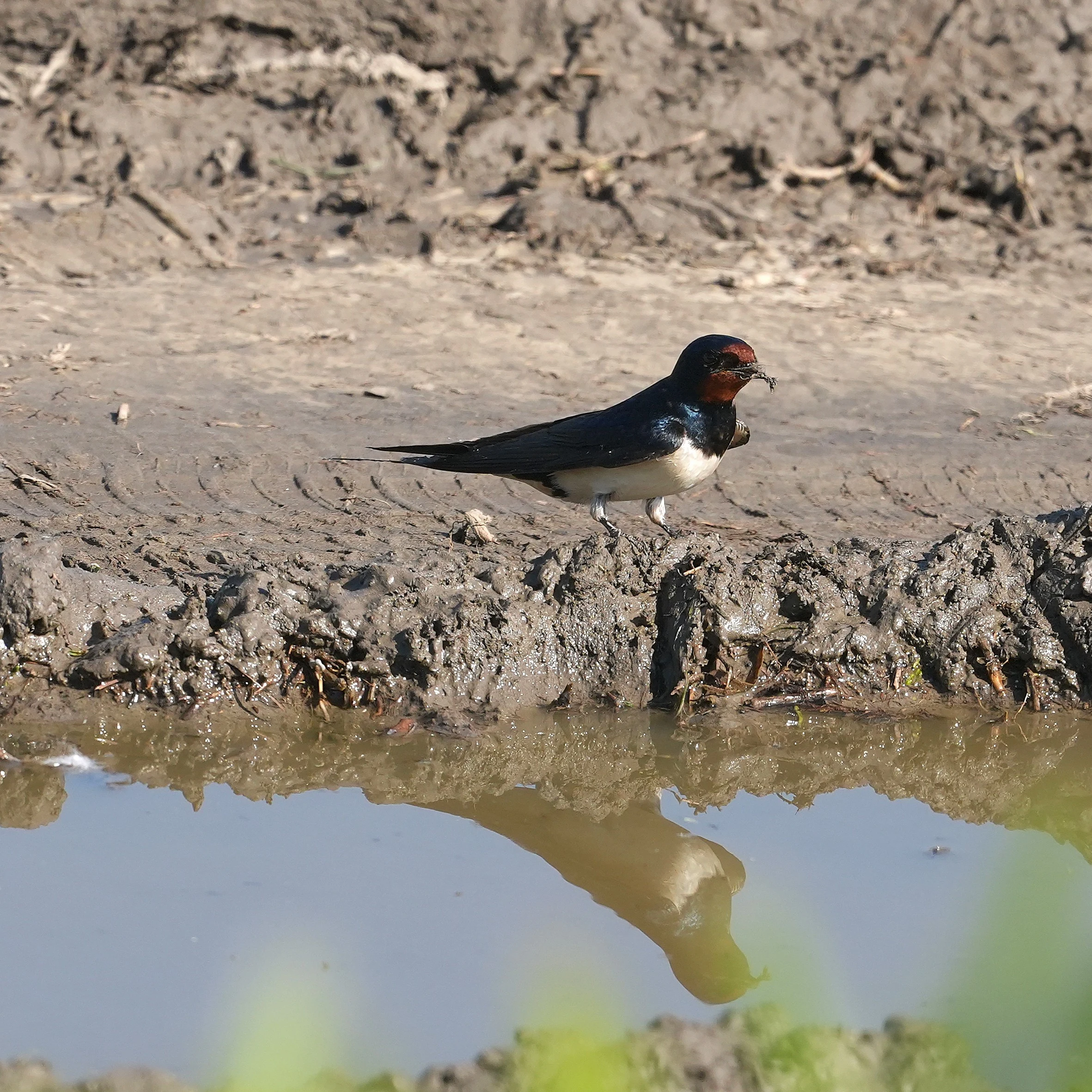 Barn Swallow, Museum of the Traditional Fishing Village, Tulcea, Romania — photo by Jim Bennett