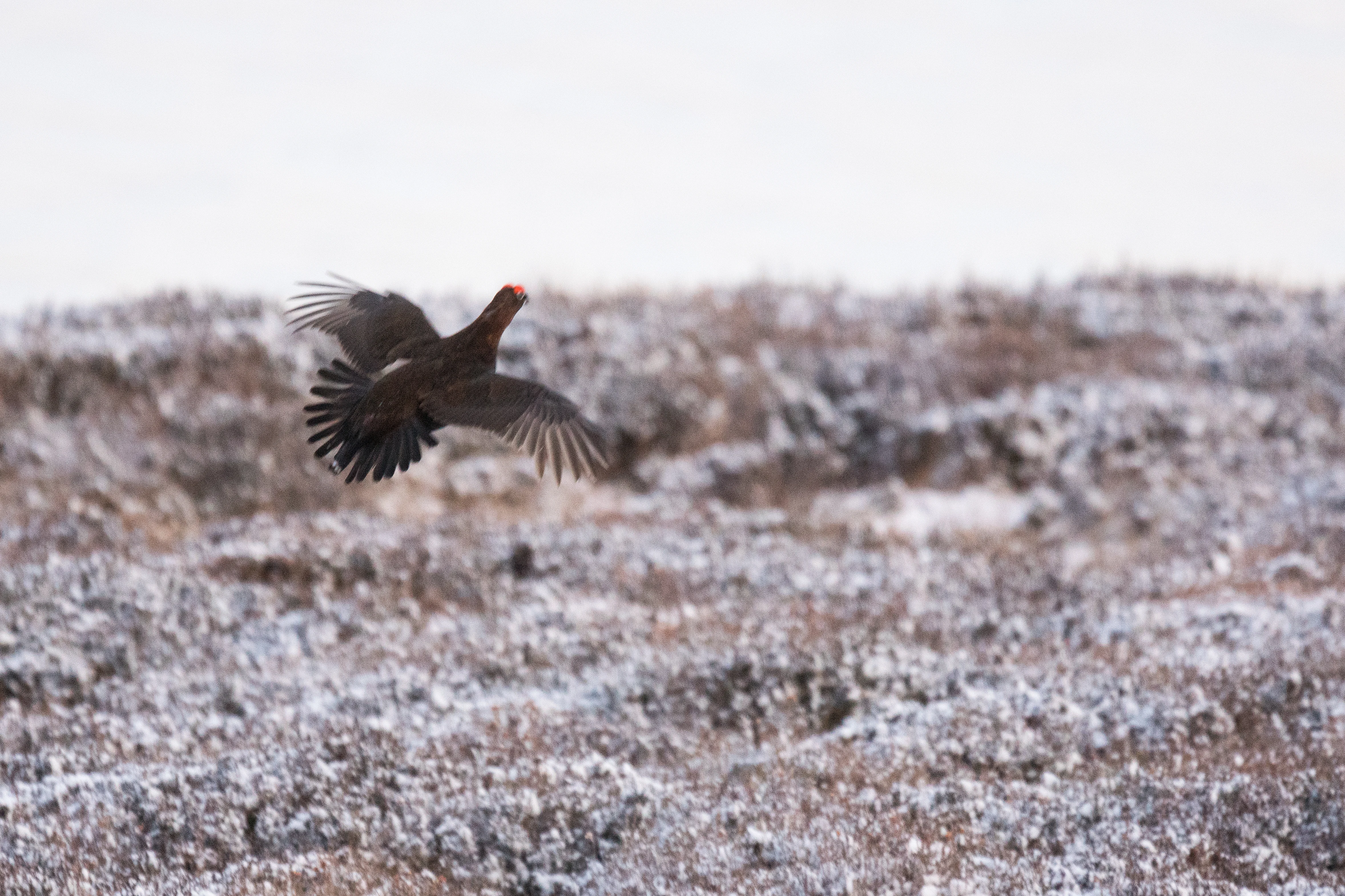 Red Grouse, Lochindorb, Cairngorms, UK — photo by Jim Bennett