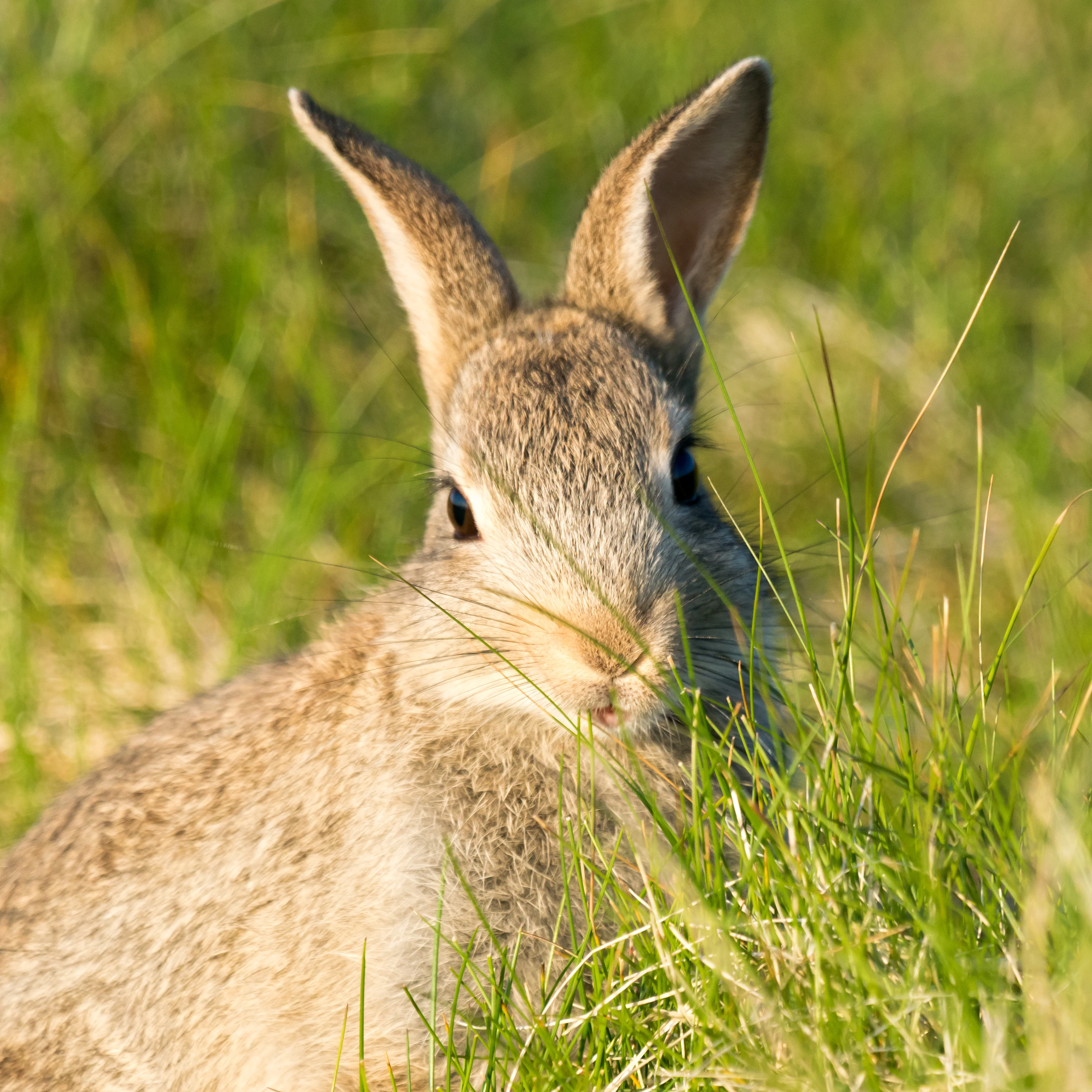 Rabbit, Shetland, UK — photo by Jim Bennett