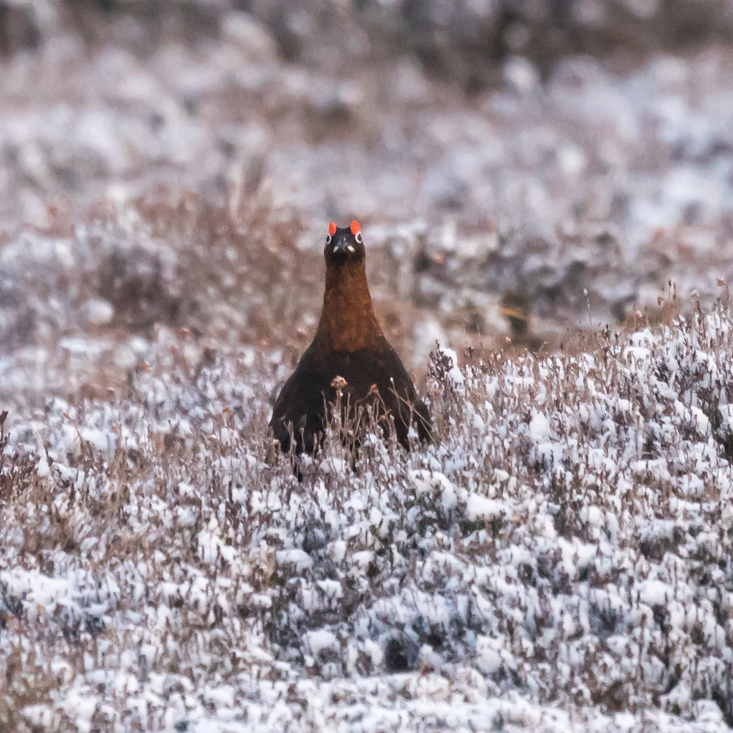Red Grouse, Lochindorb, Cairngorms, UK — photo by Jim Bennett