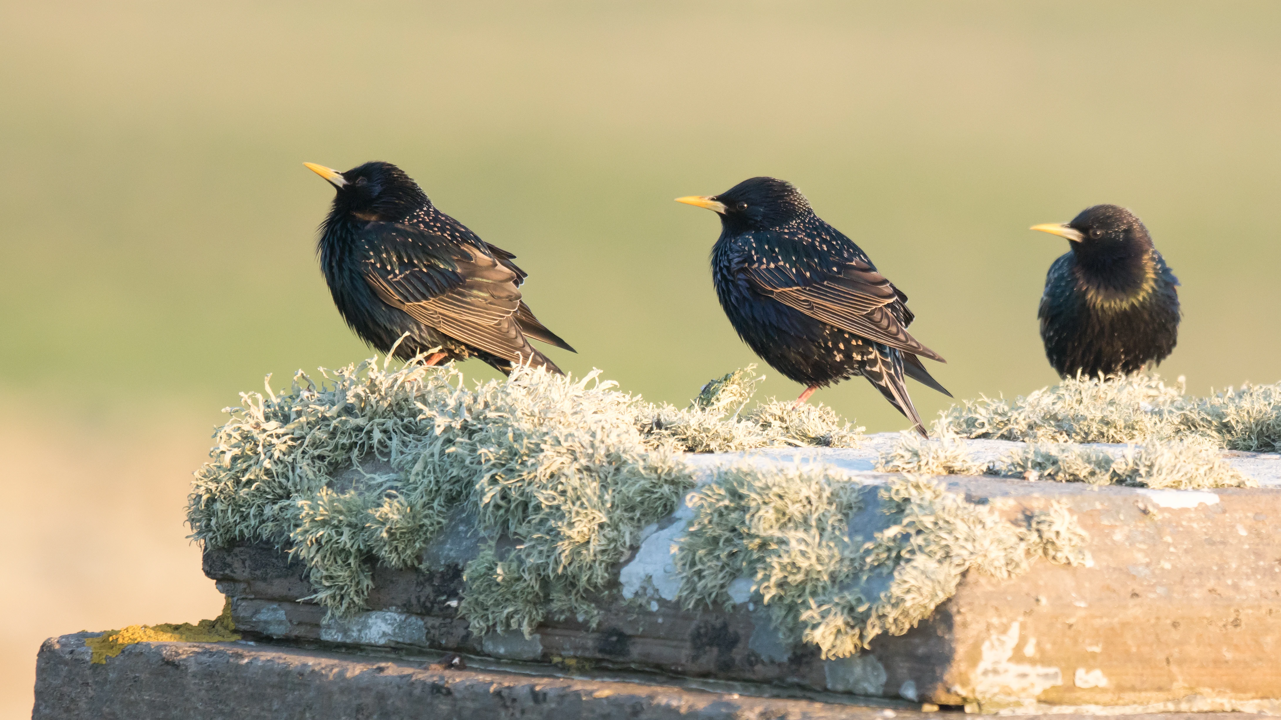 Starlings, Shetland, UK — photo by Jim Bennett
