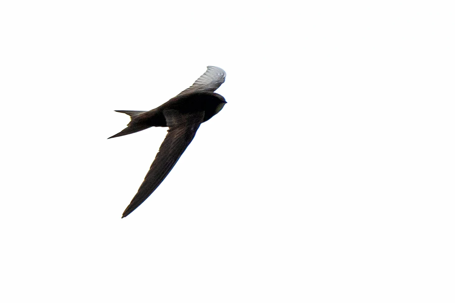 Common Swift, RSPB St Aidan's, Yorkshire, UK — photo by Jim Bennett