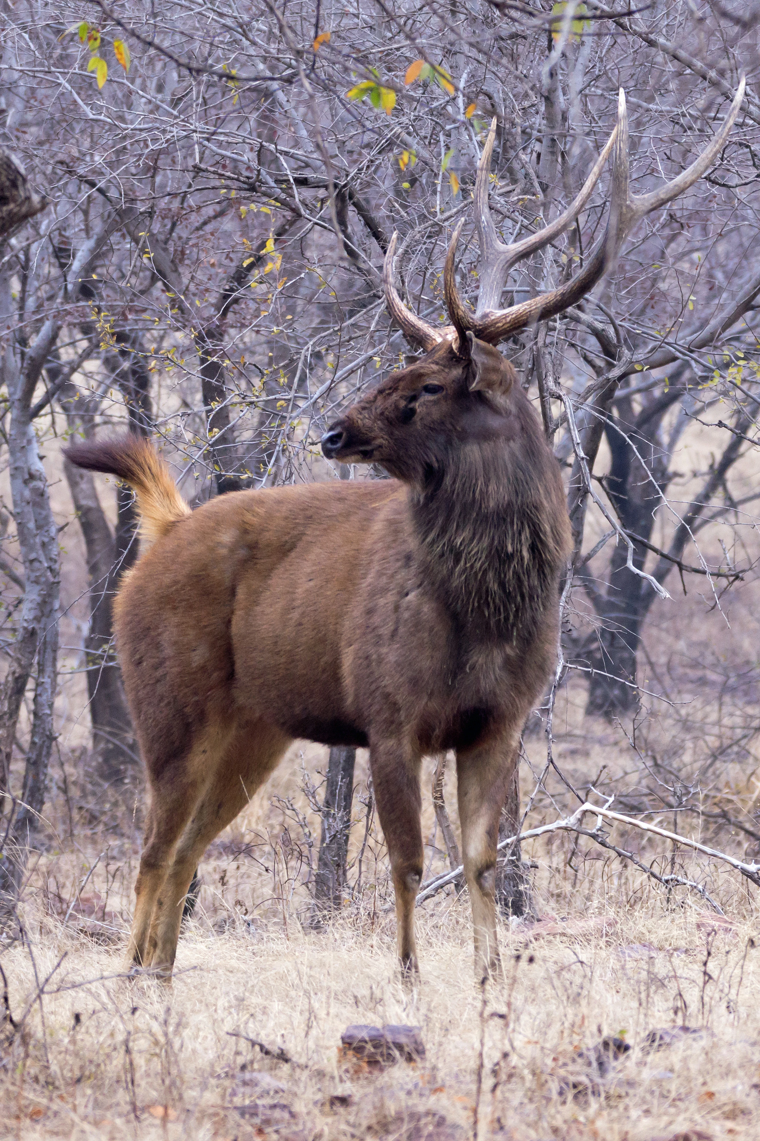 stag Sambar, Ranthambore National Park, Rajasthan, India — photo by Jim Bennett