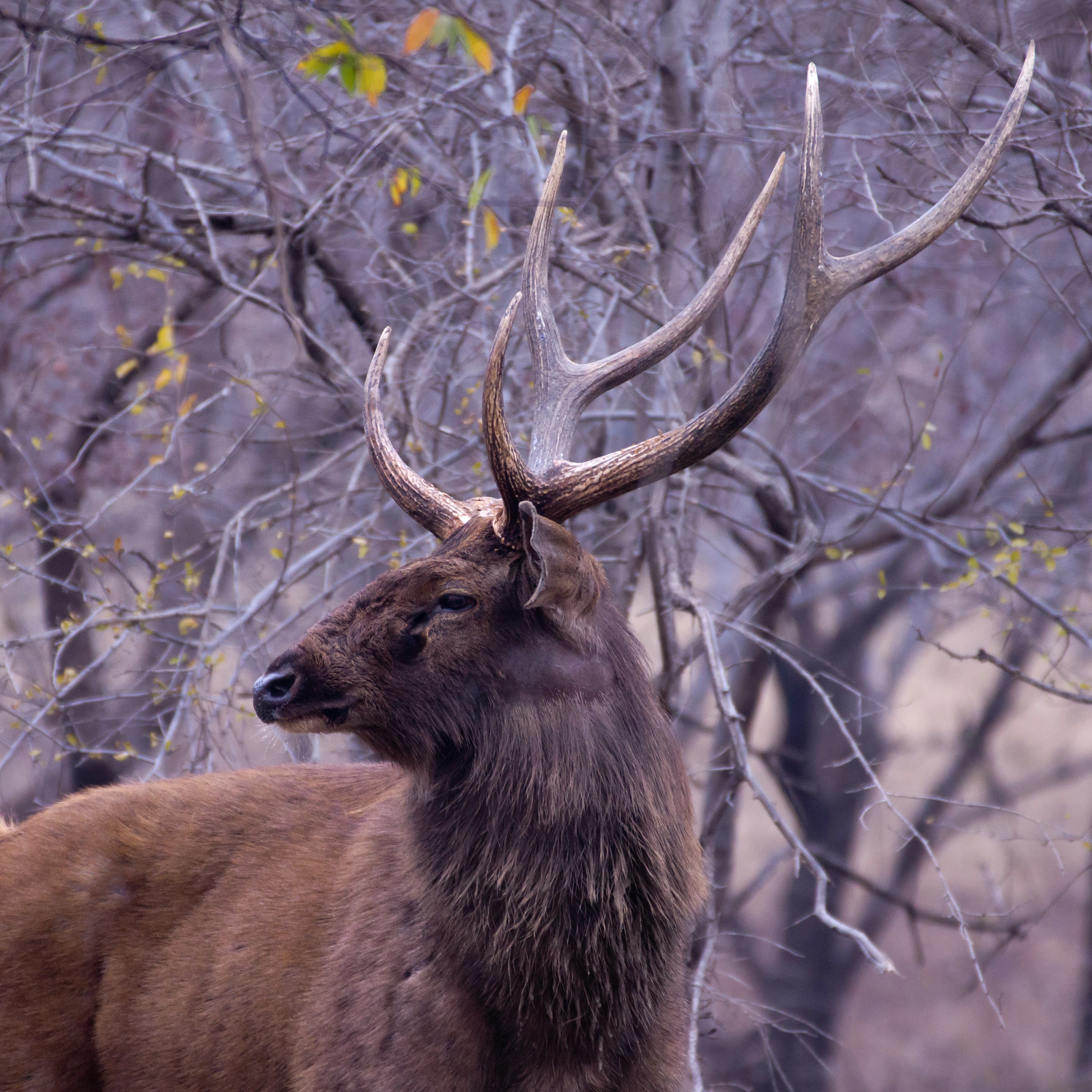 stag Sambar, Ranthambore National Park, Rajasthan, India — photo by Jim Bennett