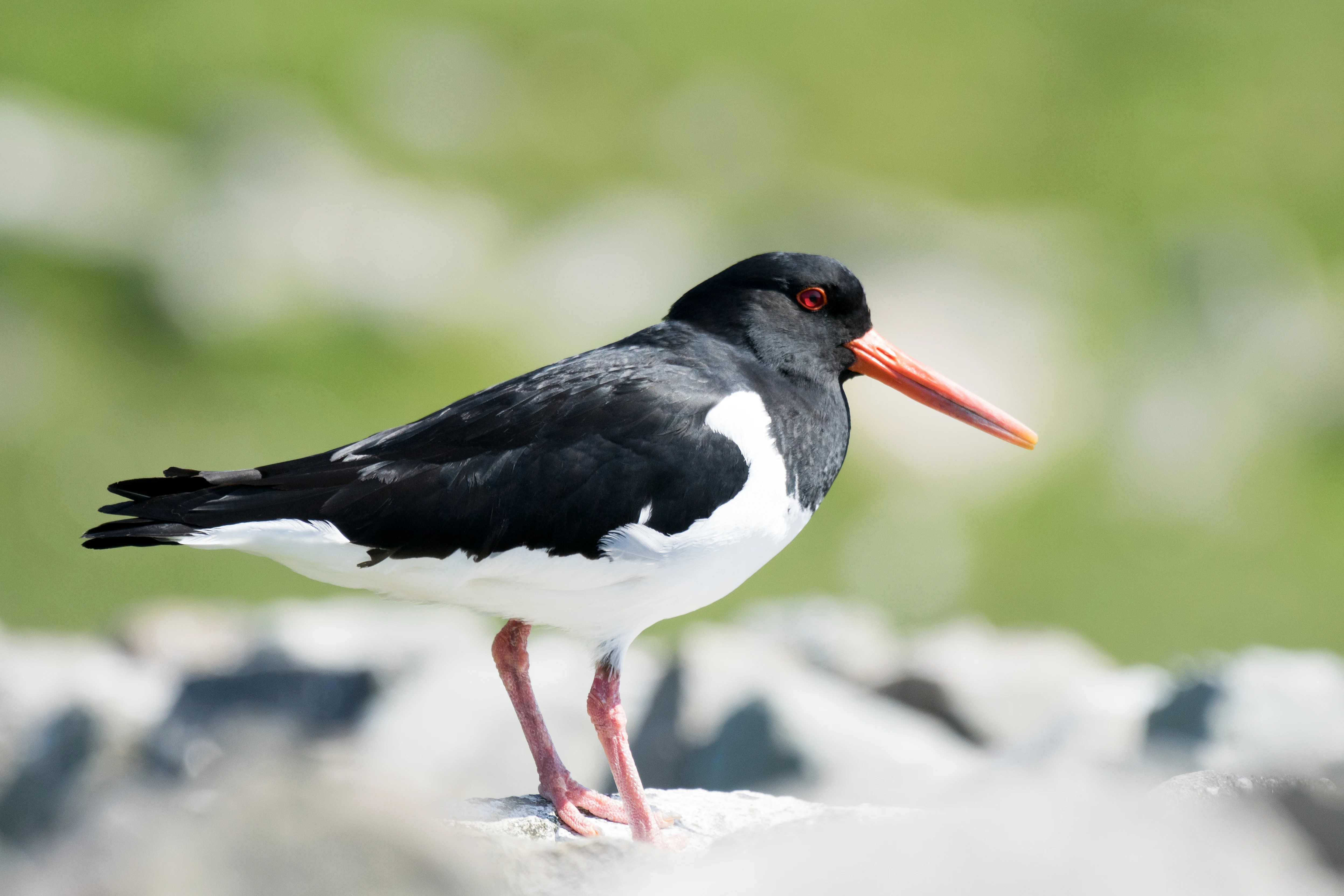 Oystercatcher, Shetland, UK — photo by Jim Bennett
