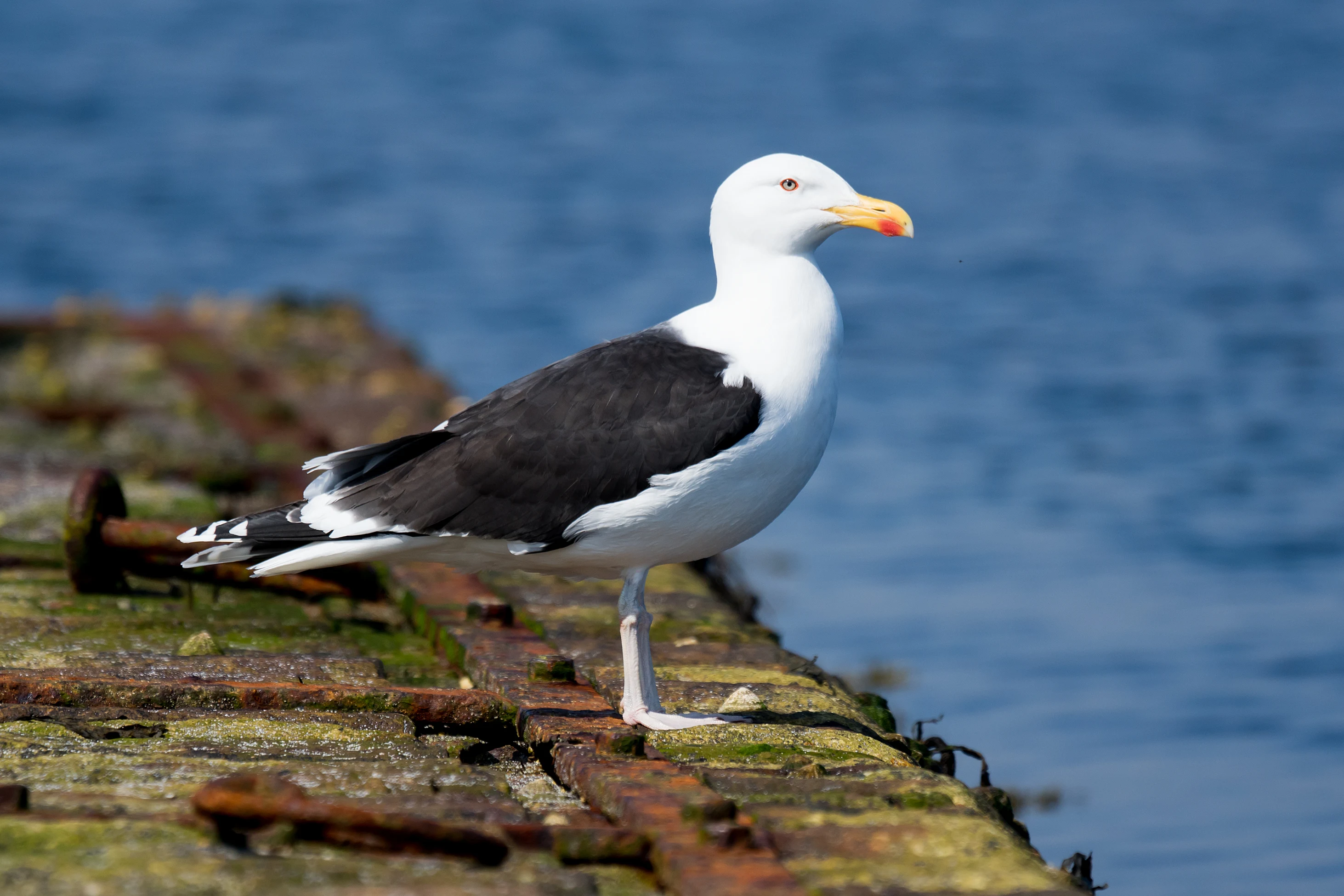 Great Black-backed Gull, Shetland, UK — photo by Jim Bennett