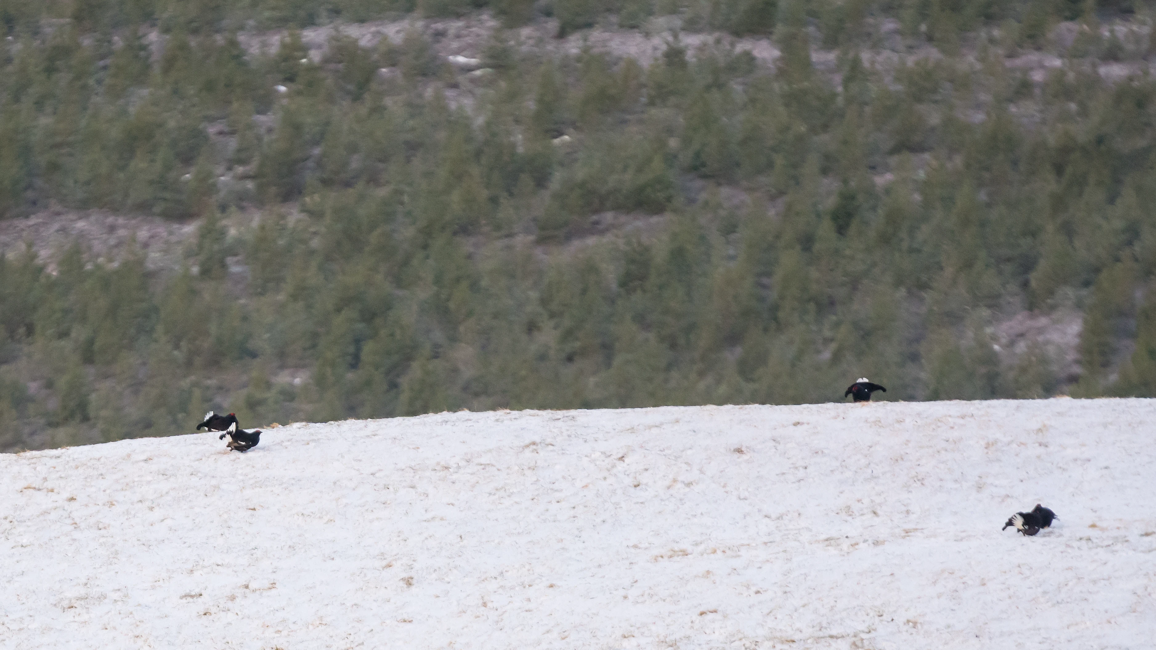 Black Grouse lek, Cairngorms, UK — photo by Jim Bennett