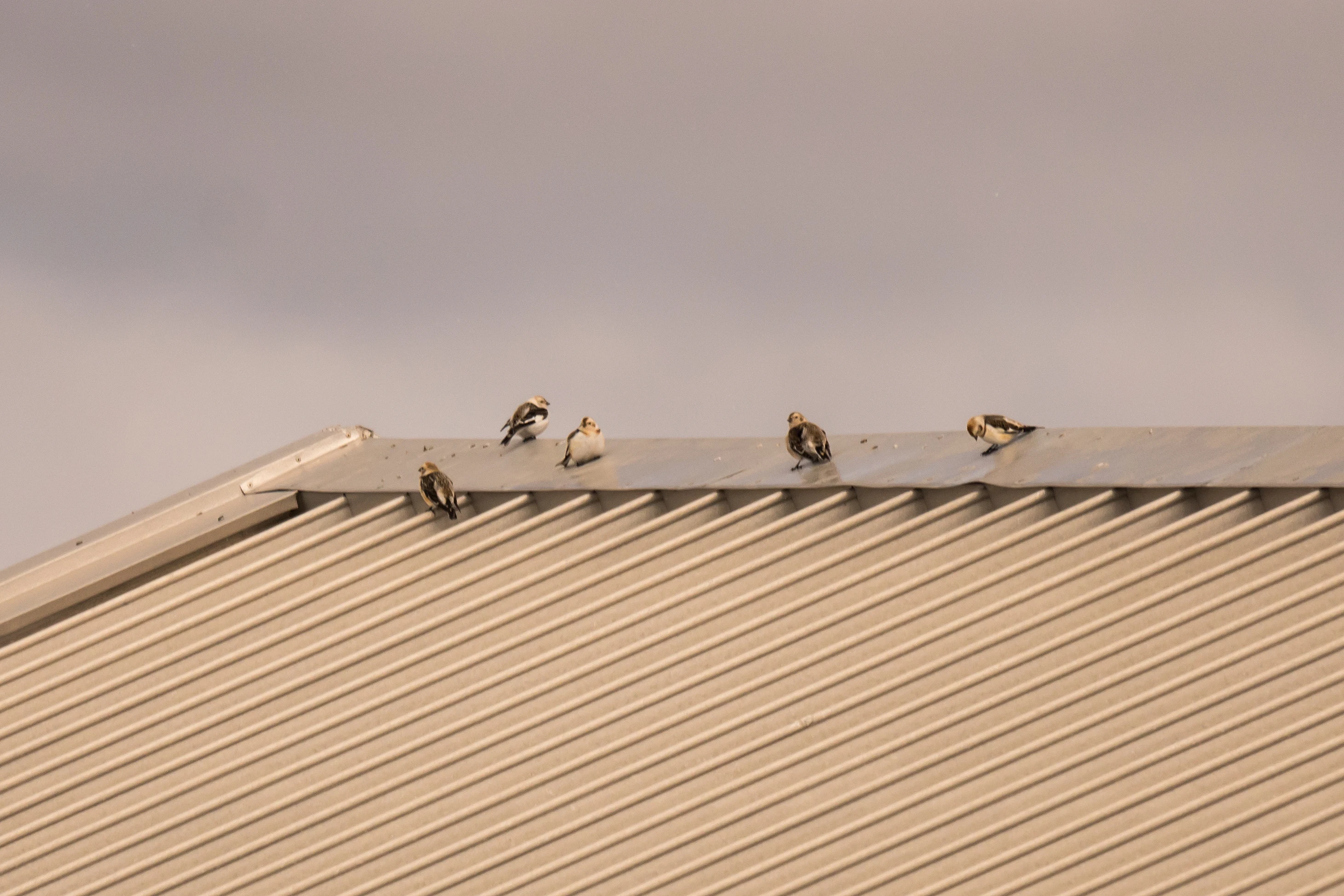 Snow Buntings, Cairngorm Ski Centre, Cairngorms, UK — photo by Jim Bennett