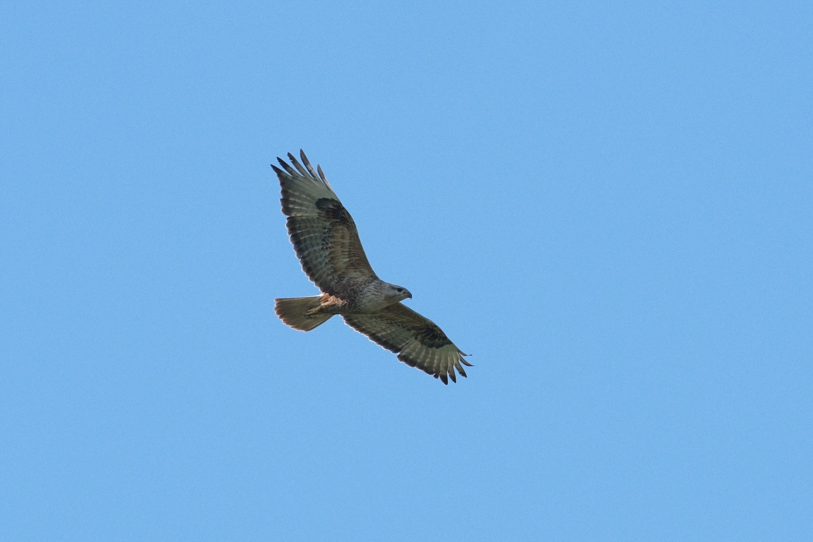 Long-legged Buzzard, Museum of the Traditional Fishing Village, Tulcea, Romania — photo by Jim Bennett