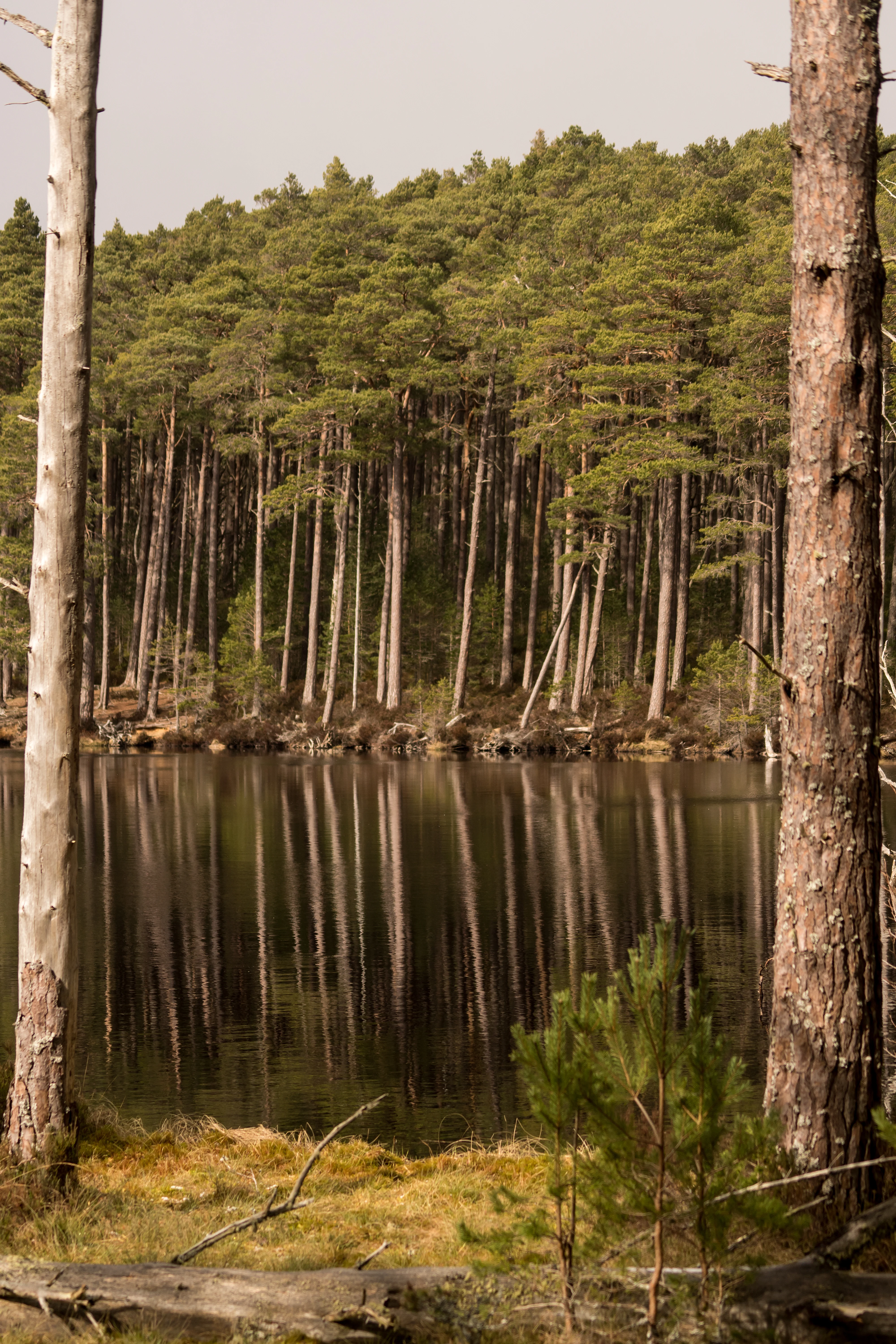 DSC09024, Loch Mallachie, Cairngorms, UK — photo by Jim Bennett