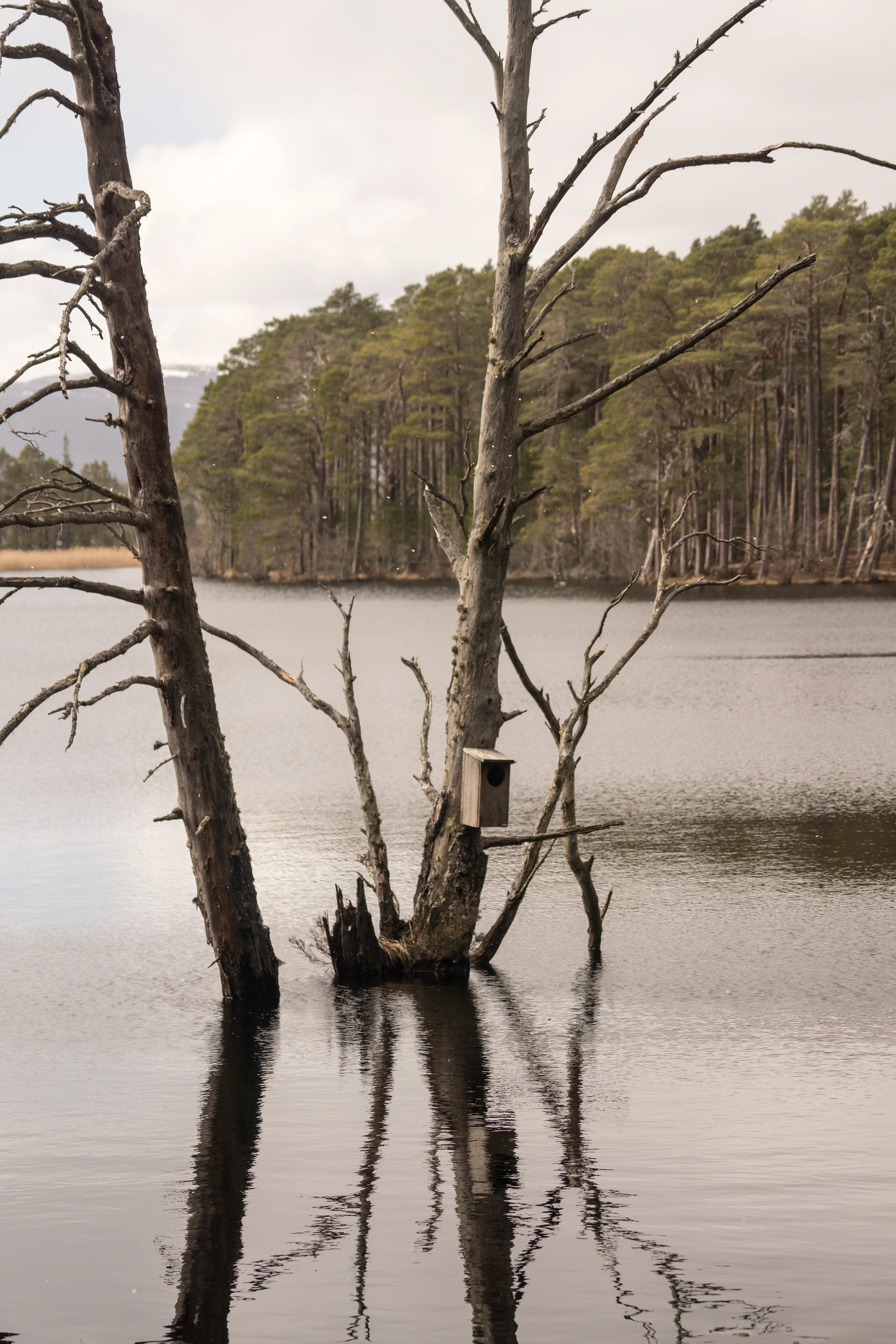 Nest box, Loch Mallachie, Cairngorms, UK — photo by Jim Bennett