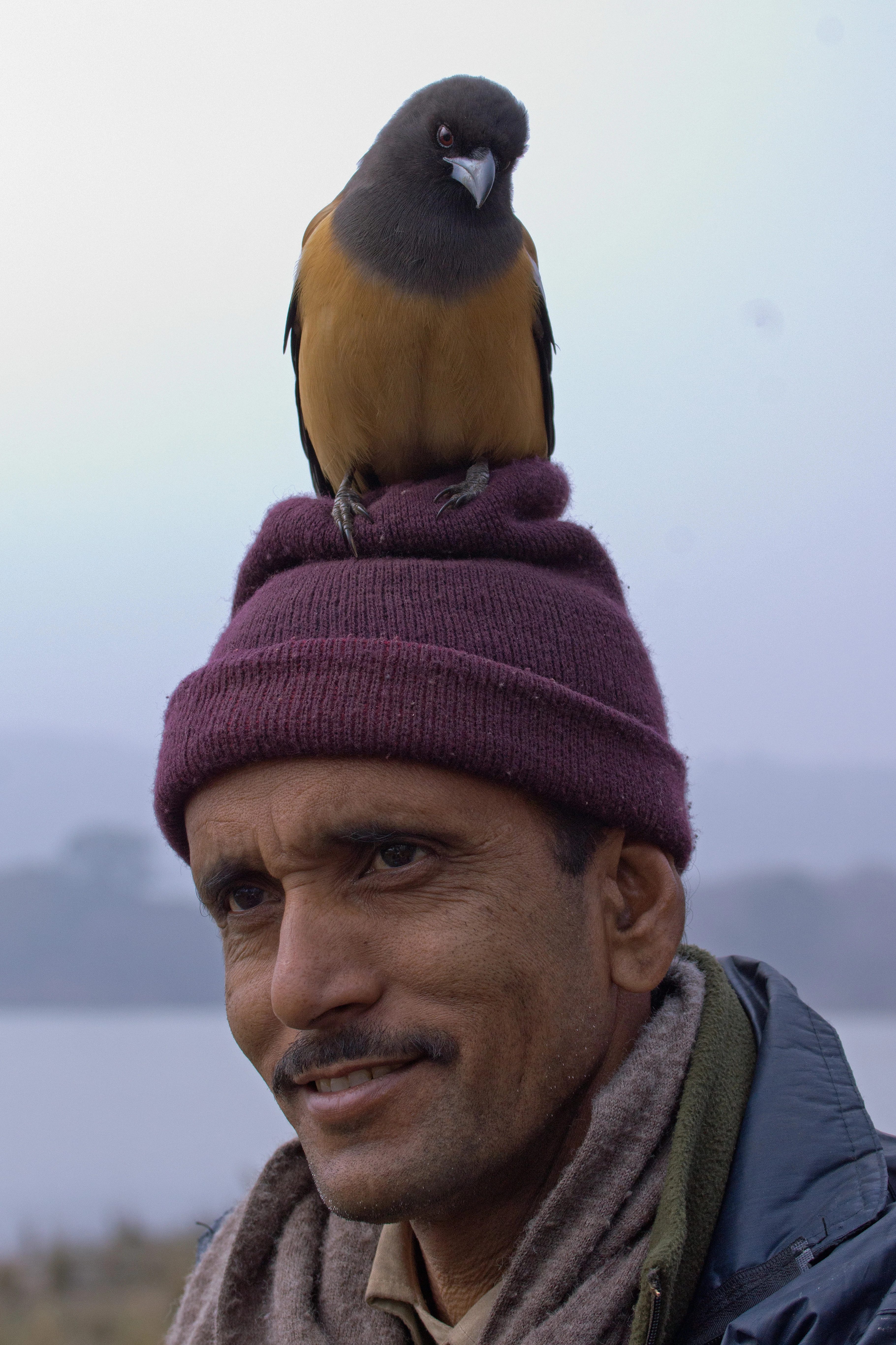 Rufous Treepie & guide, Ranthambore National Park, Rajasthan, India — photo by Jim Bennett