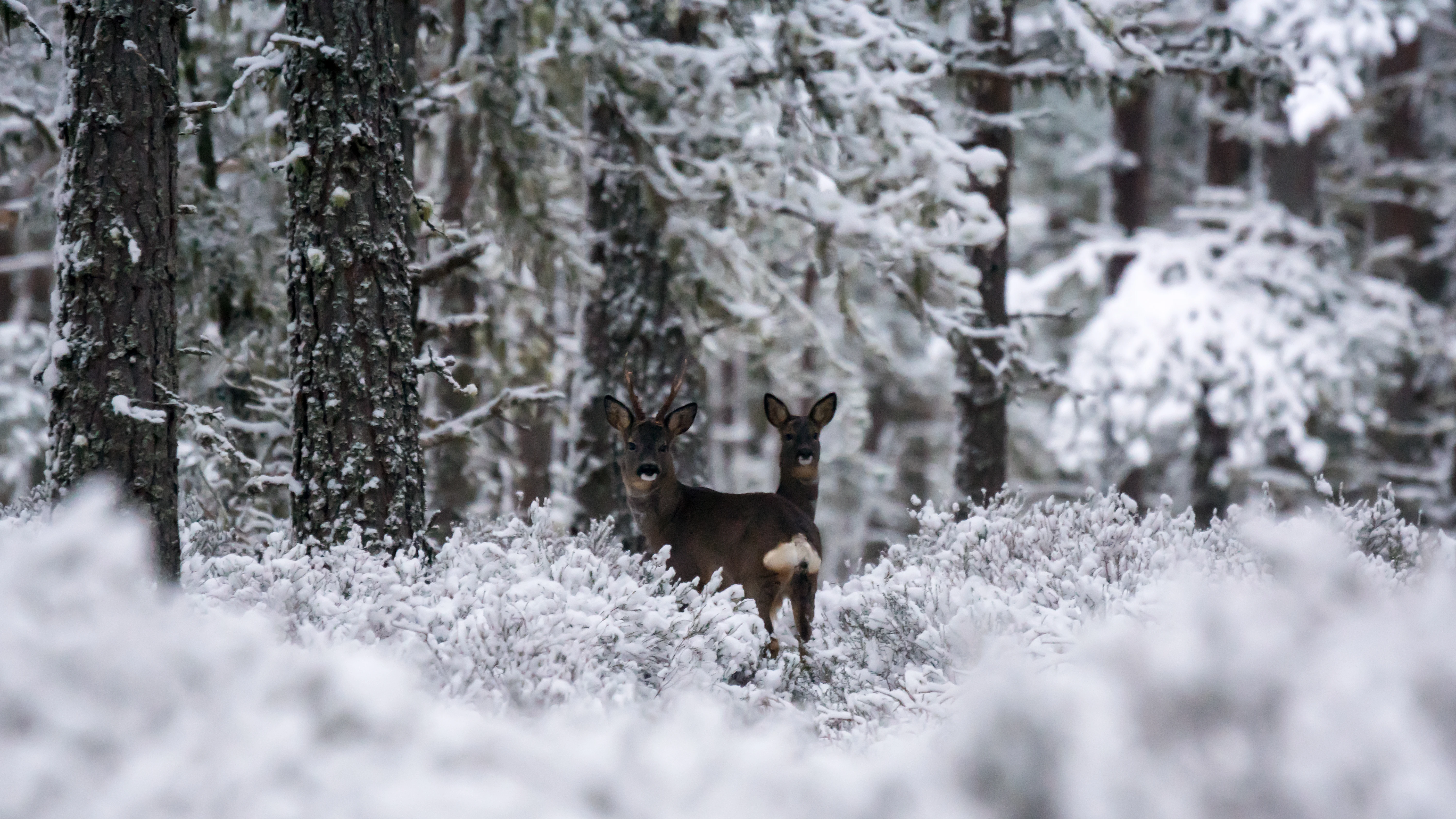 Roe Deer, Loch Garten Woods, Cairngorms, UK — photo by Jim Bennett