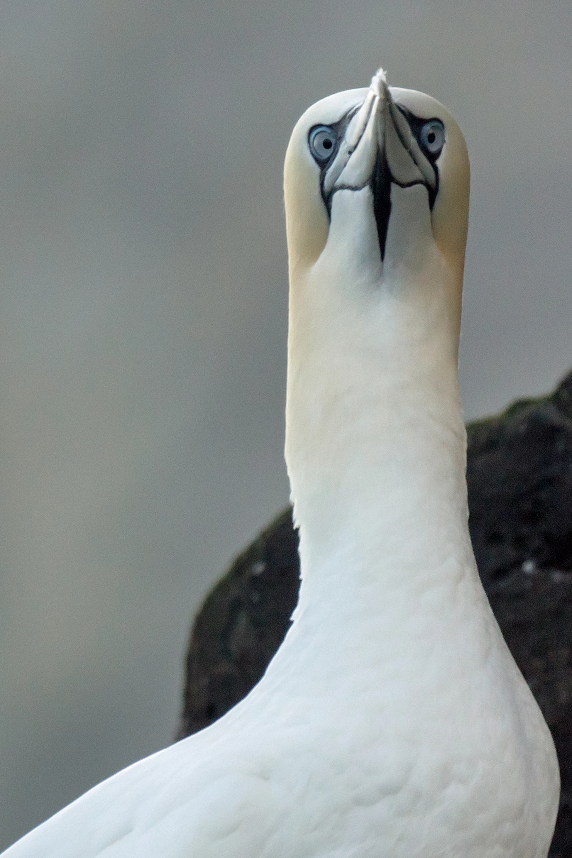 Northern Gannets on Noss, Noss, UK — photo by Jim Bennett