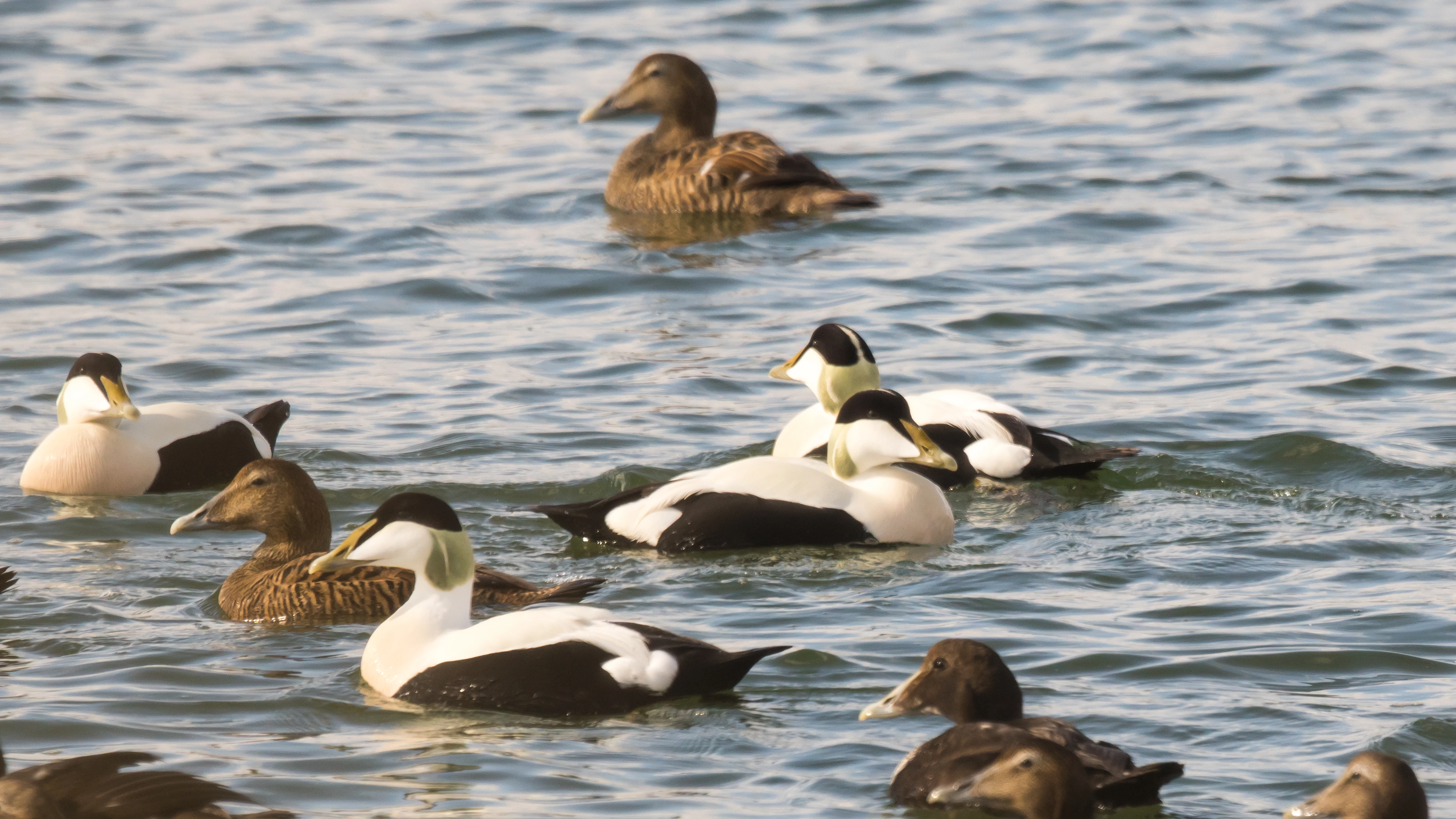 Eider, Littleferry, Loch Fleet, Sutherland, UK — photo by Jim Bennett