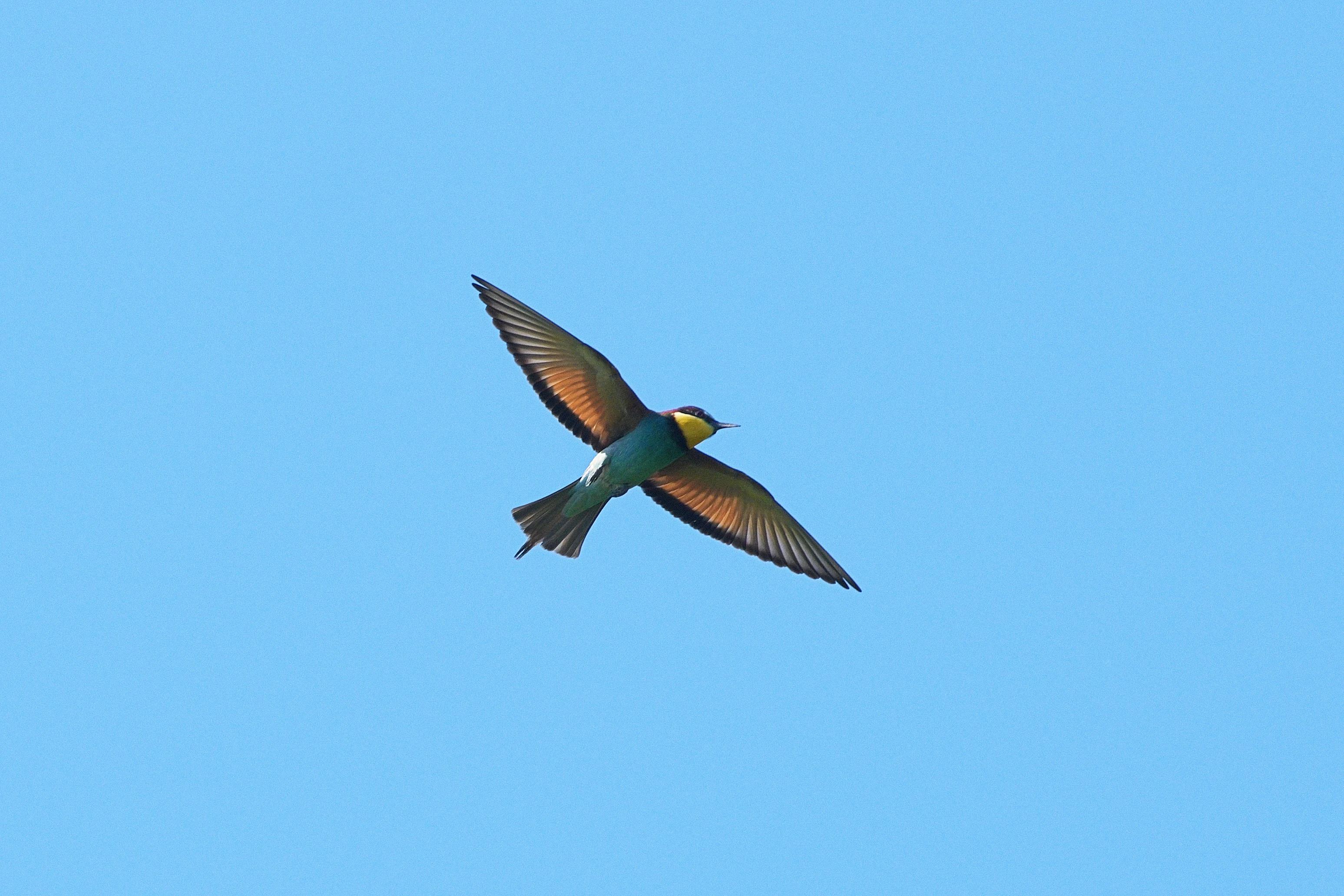 European Bee-eater, Museum of the Traditional Fishing Village, Tulcea, Romania — photo by Jim Bennett