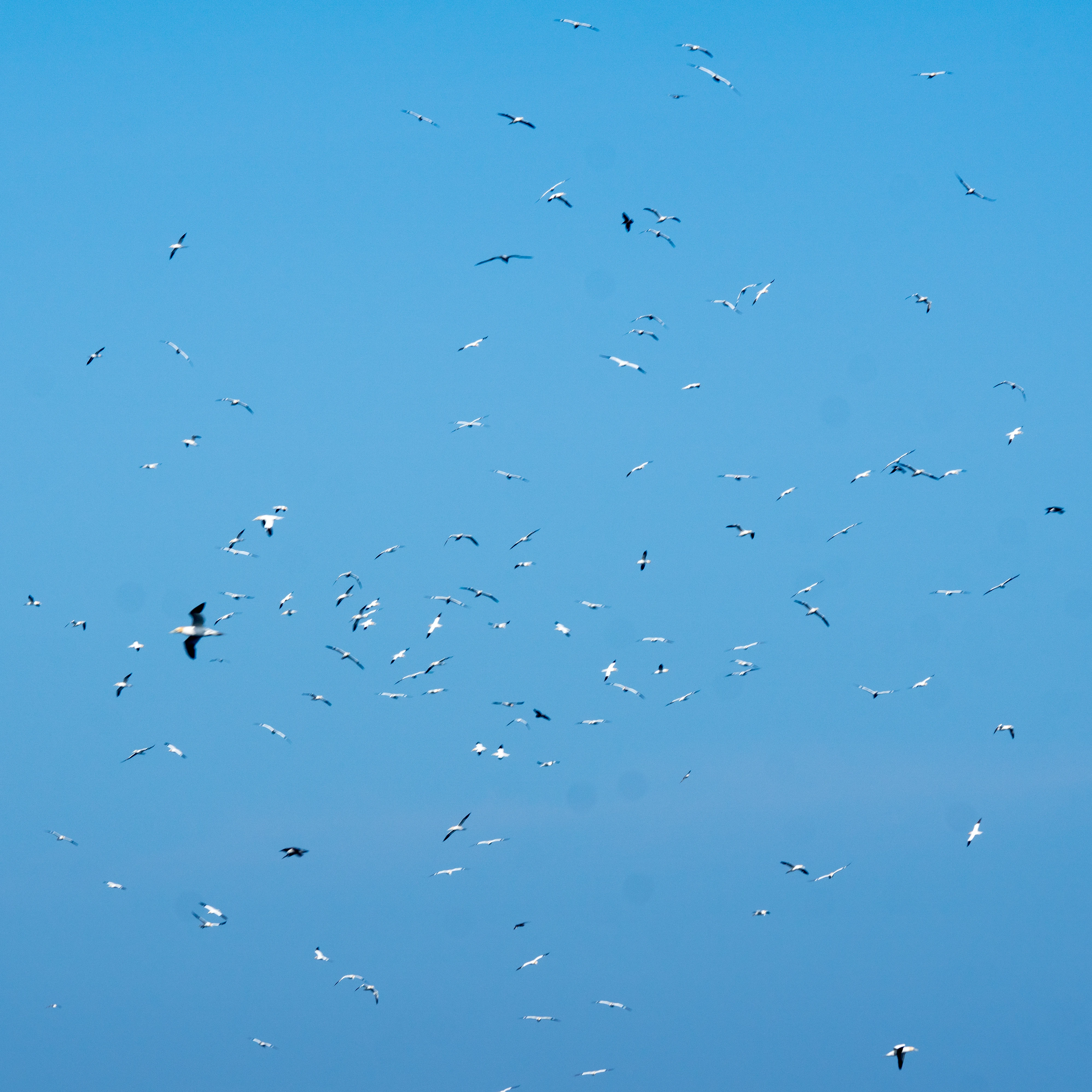 Northern Gannets, Noss, UK — photo by Jim Bennett