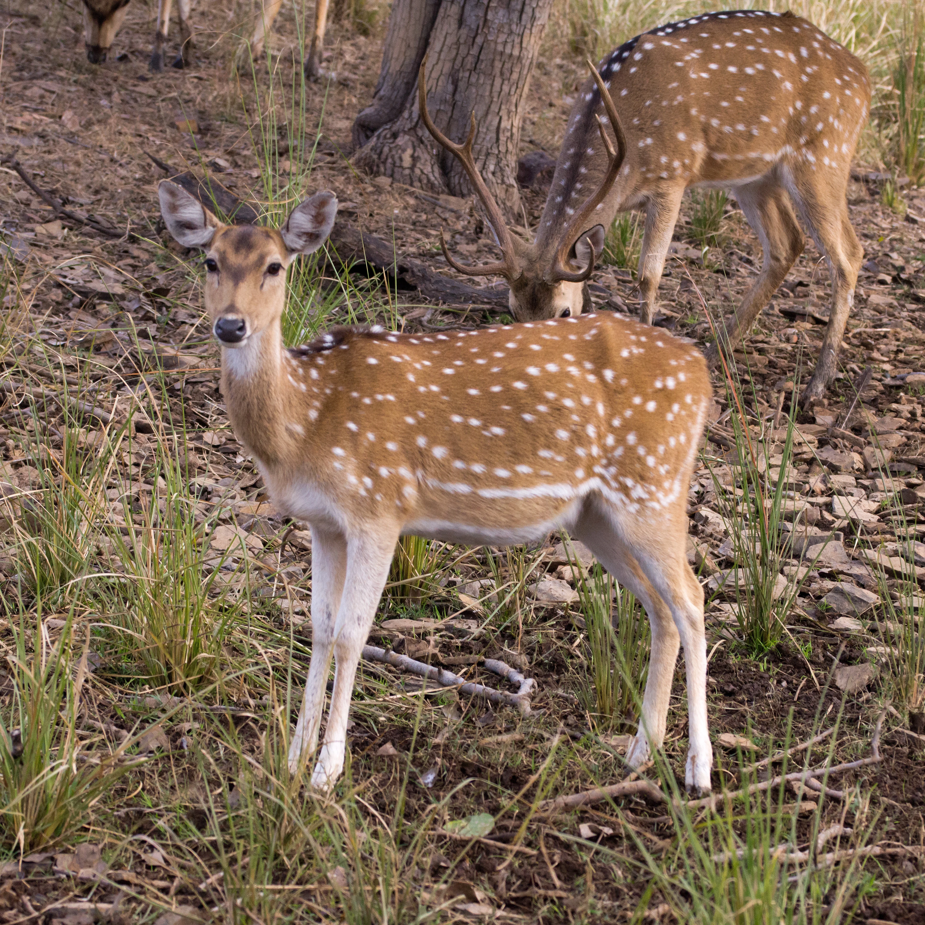 Chital (Spotted Deer), Ranthambore National Park, Rajasthan, India — photo by Jim Bennett