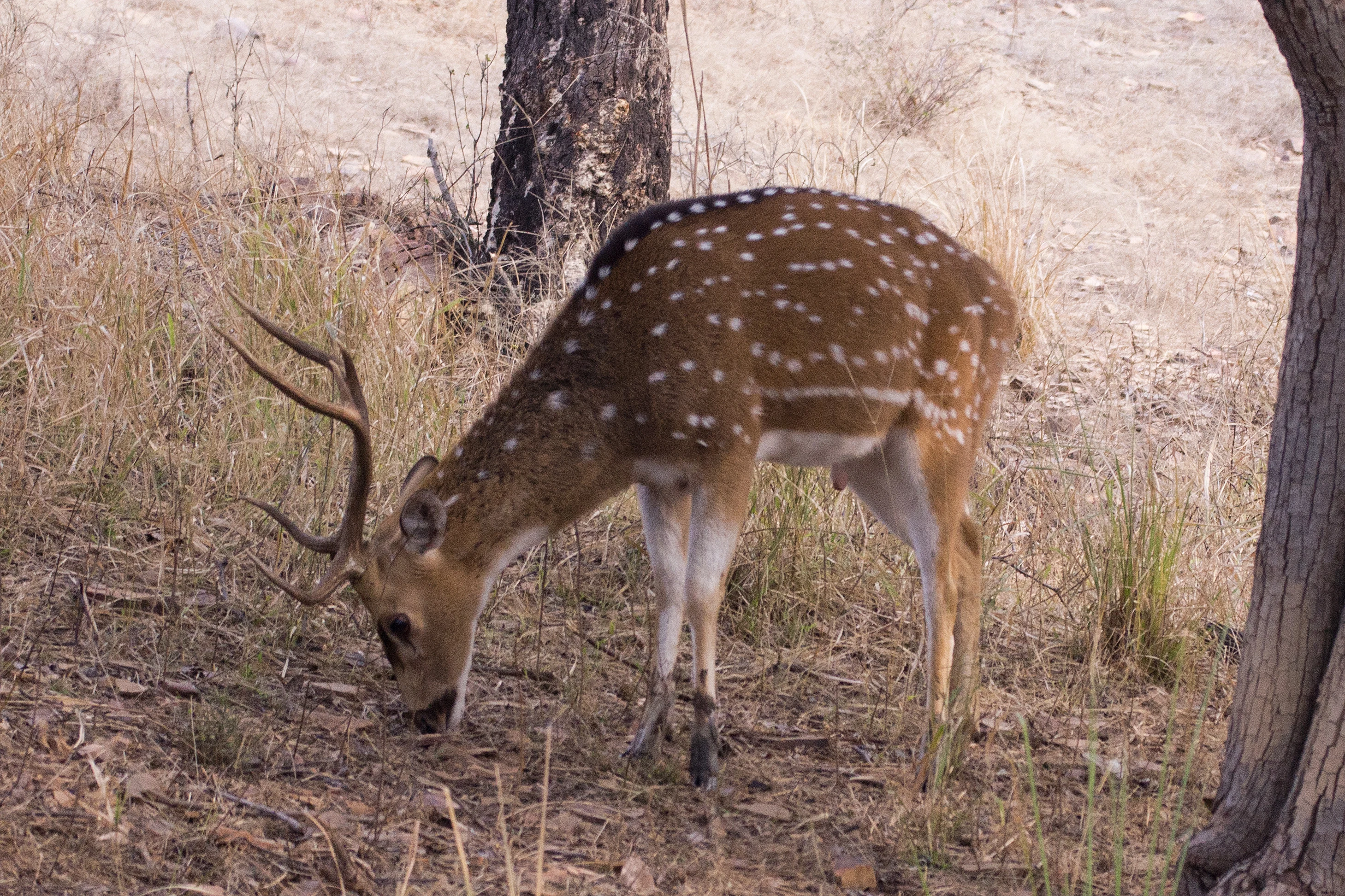 stag Chital (Spotted Deer), Ranthambore National Park, Rajasthan, India — photo by Jim Bennett