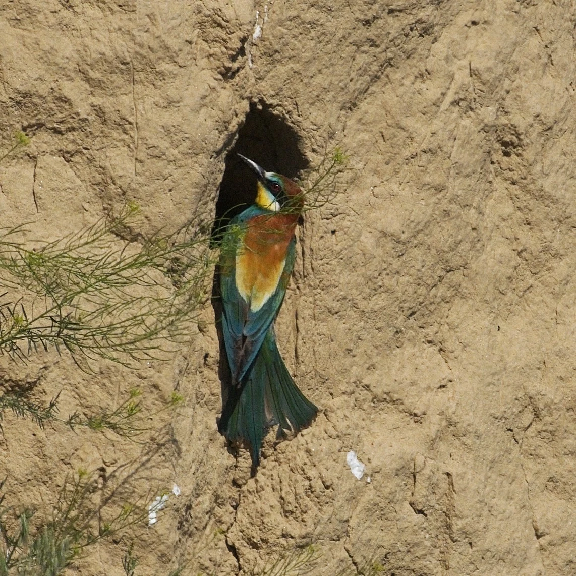 European Bee-eater, Museum of the Traditional Fishing Village, Tulcea, Romania — photo by Jim Bennett