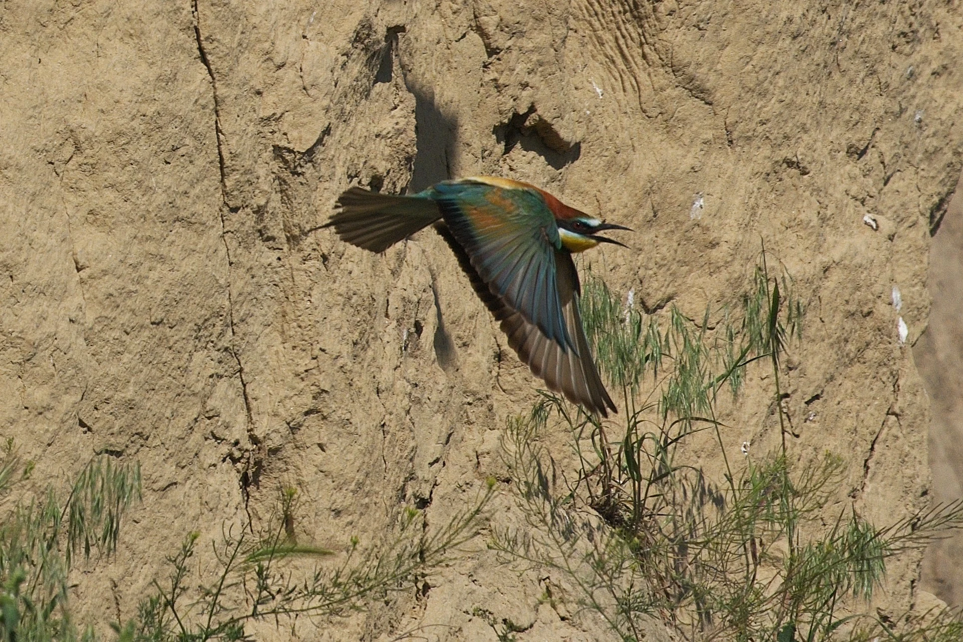 European Bee-eater, Museum of the Traditional Fishing Village, Tulcea, Romania — photo by Jim Bennett