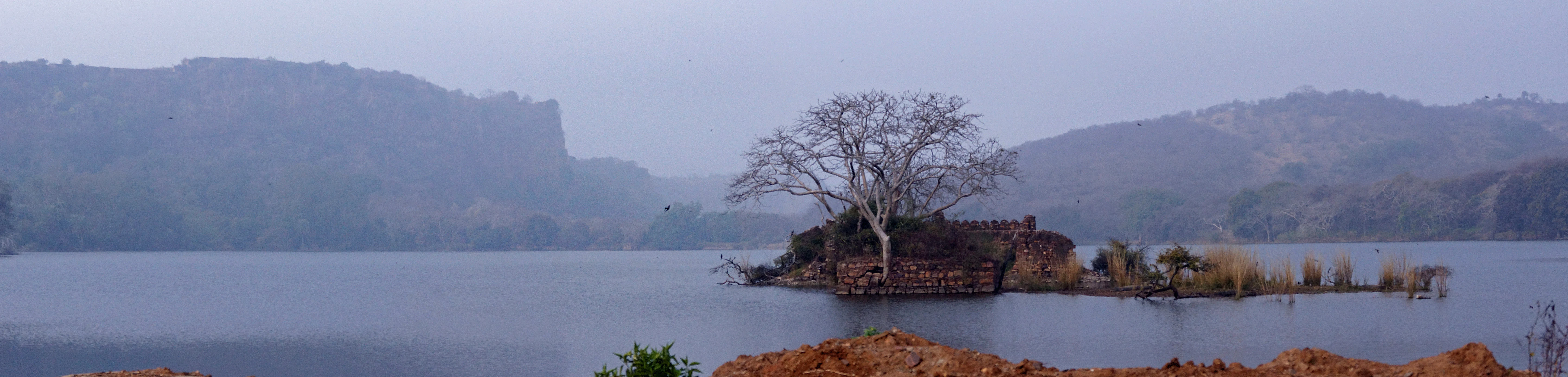 DSC09053 DSC09059, Ranthambore National Park, Rajasthan, India — photo by Jim Bennett