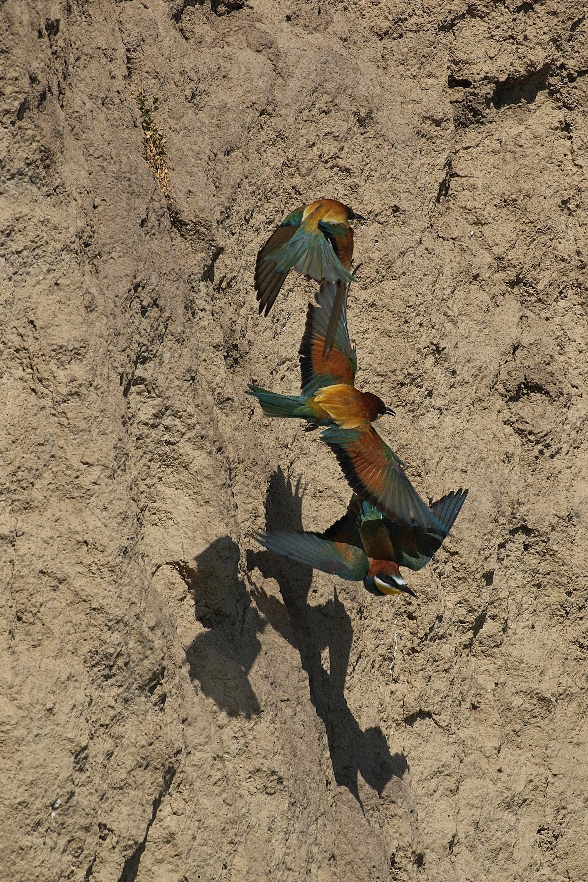 European Bee-eaters, Museum of the Traditional Fishing Village, Tulcea, Romania — photo by Jim Bennett