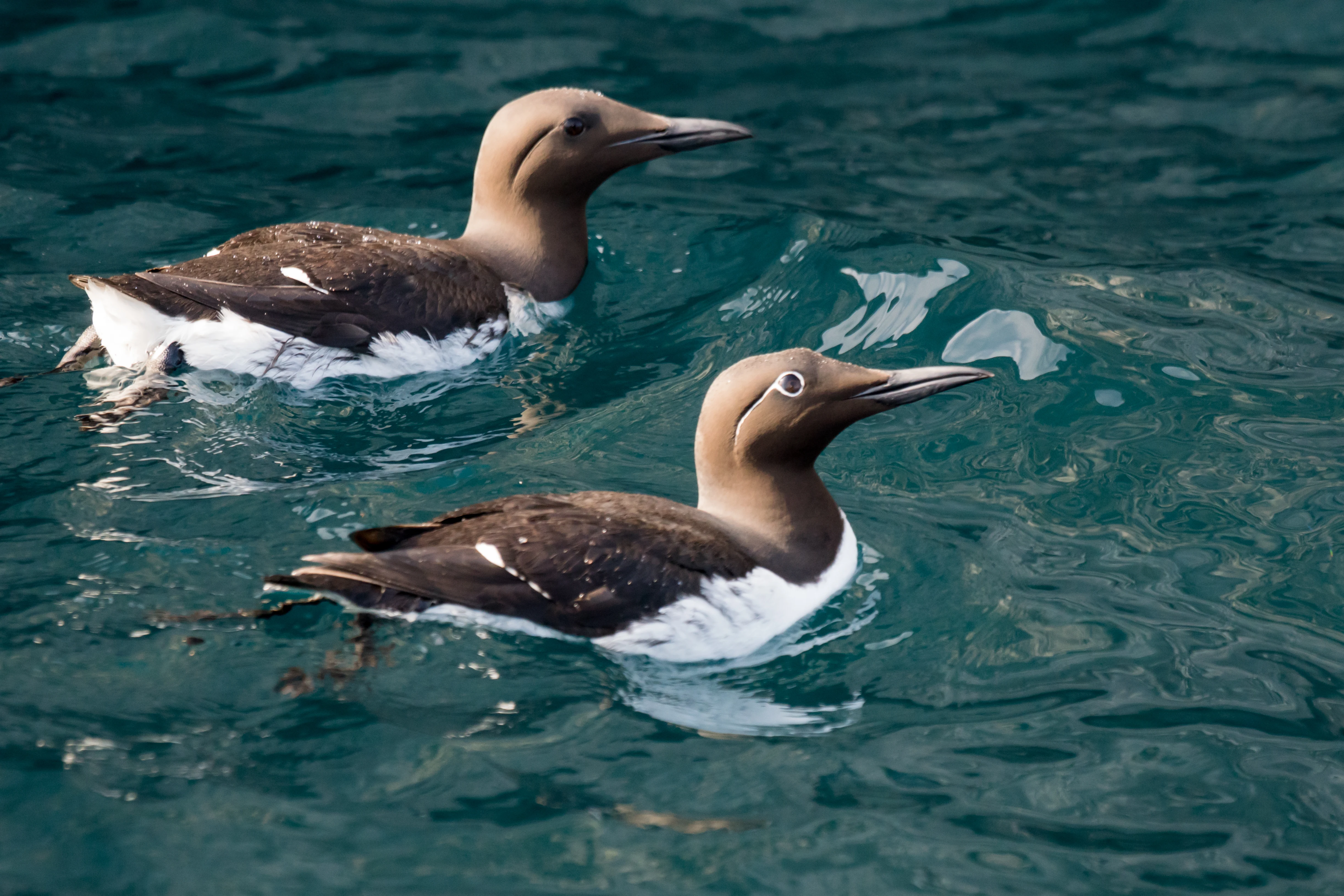 Common Guillemots, Noss, UK — photo by Jim Bennett