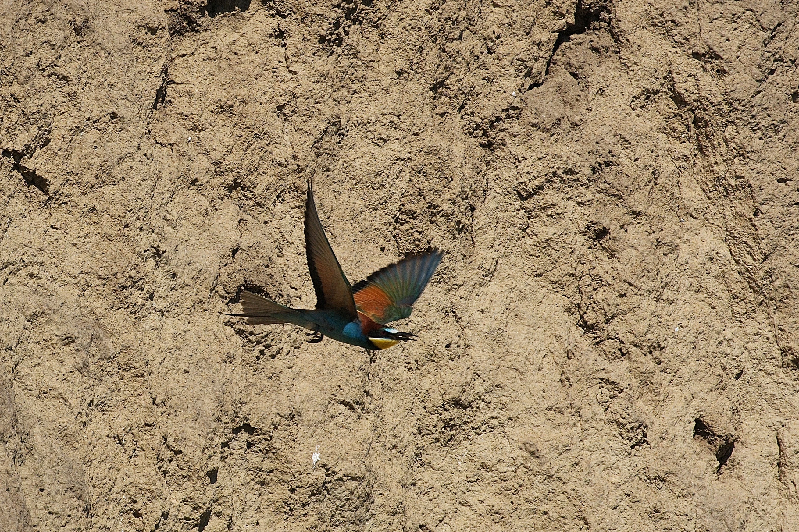 European Bee-eater, Museum of the Traditional Fishing Village, Tulcea, Romania — photo by Jim Bennett