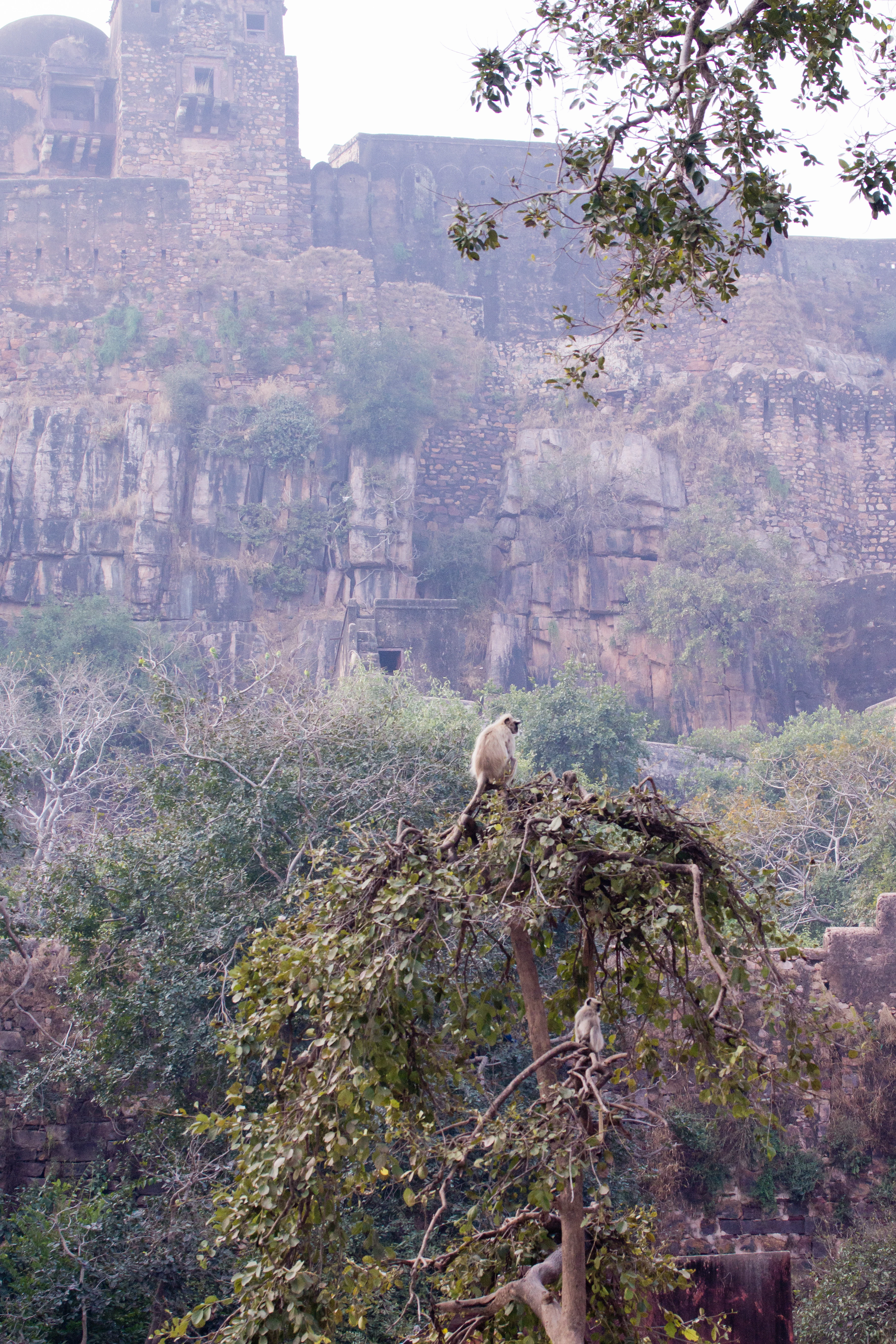 Ranthambore Fort, Ranthambore National Park, Rajasthan, India — photo by Jim Bennett