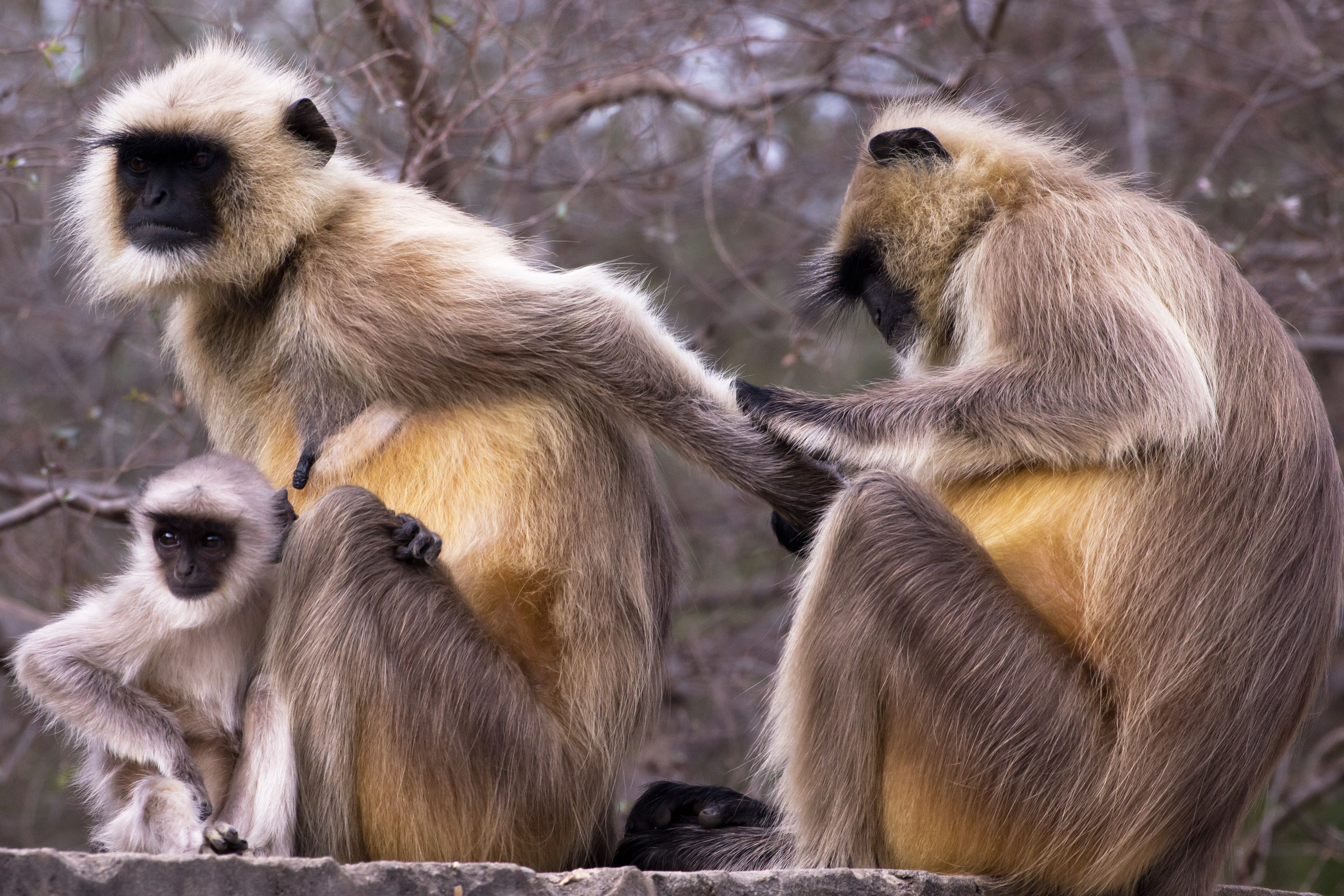 Hanuman Langur, Ranthambore National Park, Rajasthan, India — photo by Jim Bennett