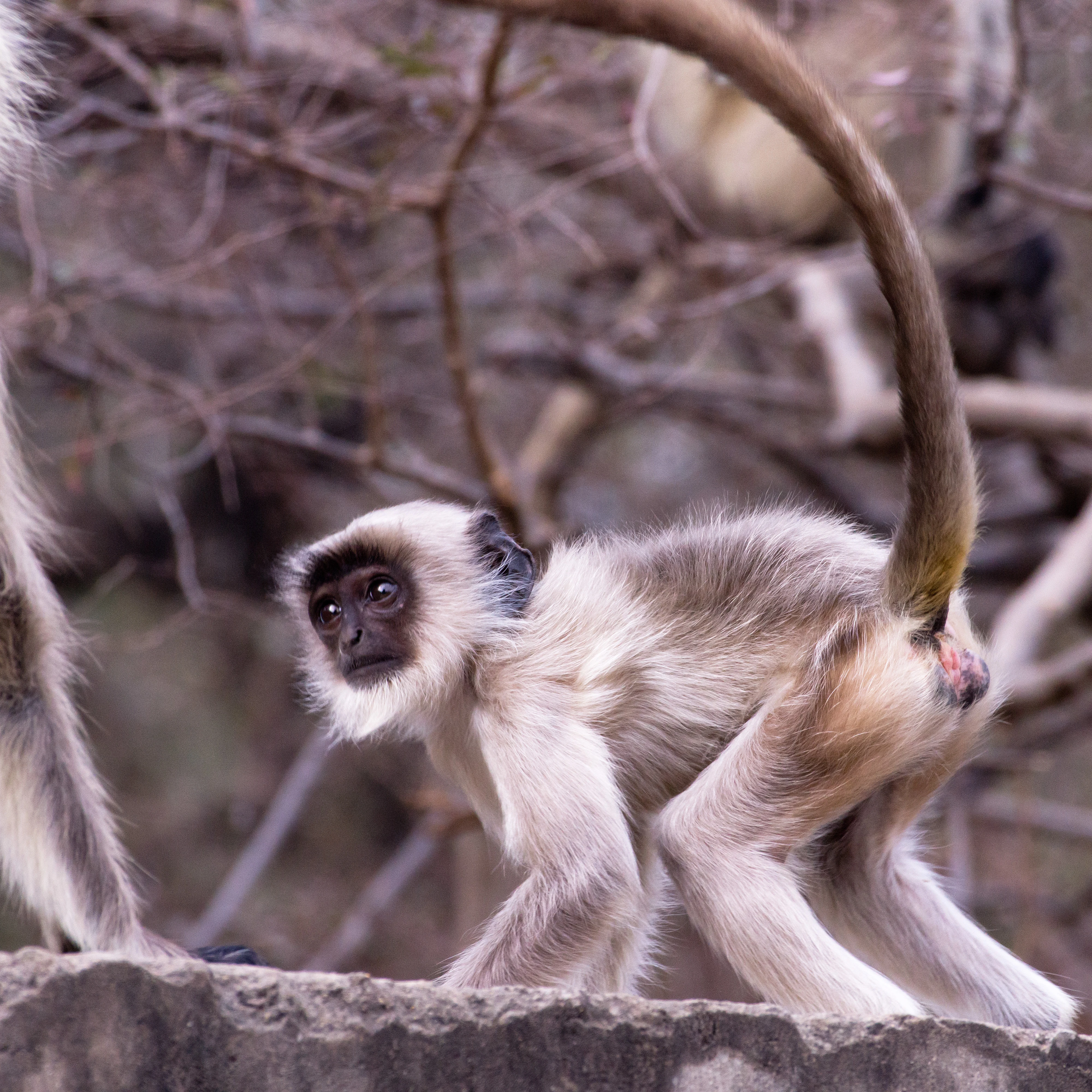 Hanuman Langur, Ranthambore National Park, Rajasthan, India — photo by Jim Bennett